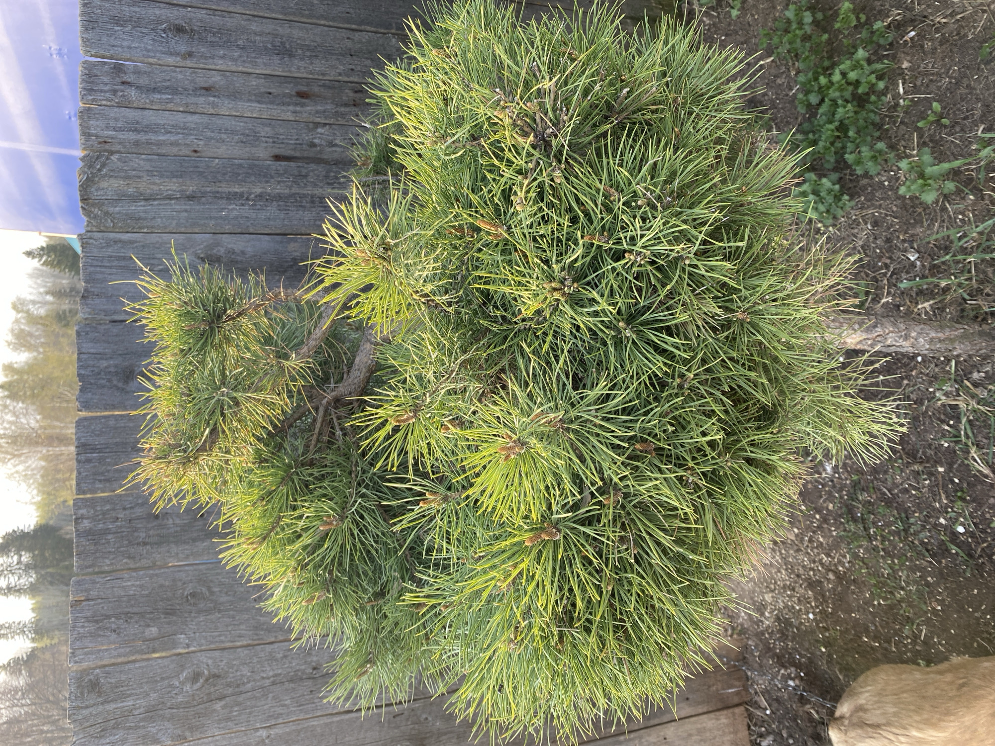 The image presents a close-up, high-angle shot of a small, dense evergreen tree, possibly a dwarf pine, with vibrant green needles. The tree is situated near a weathered wooden structure, presumably a fence or a wall, composed of uneven planks. To the right of the tree, the ground is visible, revealing a mixture of bare soil, scattered vegetation, and a glimpse of what appears to be a dog's head in the extreme lower right corner. The lighting suggests an outdoor setting with natural light. The location mentioned is Баклуши, Russia, but the image itself does not offer any visual confirmation of this.