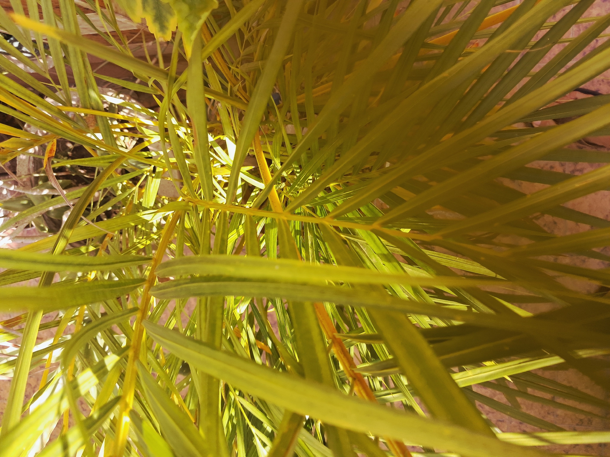 A close-up, low-angle shot of palm fronds. The leaves are a yellowish-green color and fill most of the frame. Some of the leaves are in focus while others are blurred, giving the image depth. A few stems are visible among the leaves. A surface with reddish-brown hues is visible behind and between the fronds. The image was taken in the city of Juan Griego, Venezuela. There are no people or significant objects in the view. The focus is solely on the botanical elements.