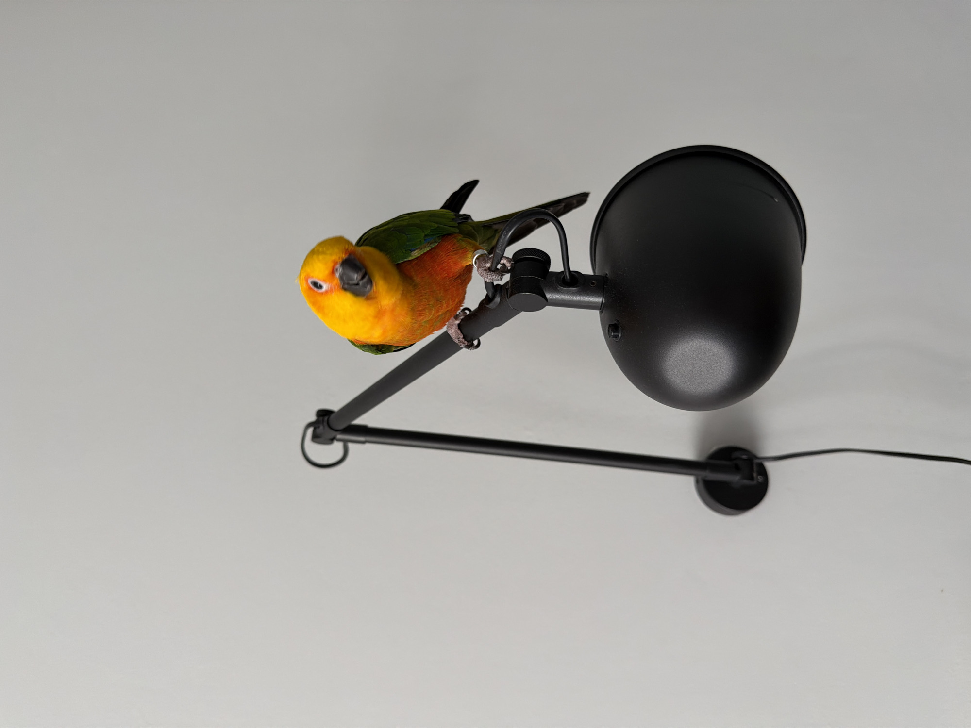 A vibrant yellow and green parrot perches on a black adjustable lamp attached to a light gray wall. The lamp is positioned on the right side of the frame, while the bird occupies the left. The environment is devoid of other identifiable details, giving no indication of the city of Khimki, Russia.