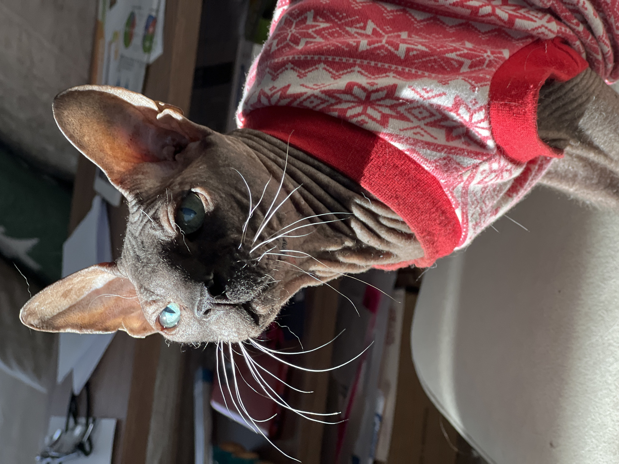 A close-up shot of a hairless cat wearing a red and white patterned sweater. The cat's head is angled towards the upper left corner of the frame, with its large ears prominently displayed. The cat has light blue eyes and long, white whiskers. The background is slightly blurred and features glimpses of a table, papers, and other objects. The environment is indoors, with natural light illuminating the scene. It is not possible to verify whether or not the picture was taken in Votkinsk, Russia.