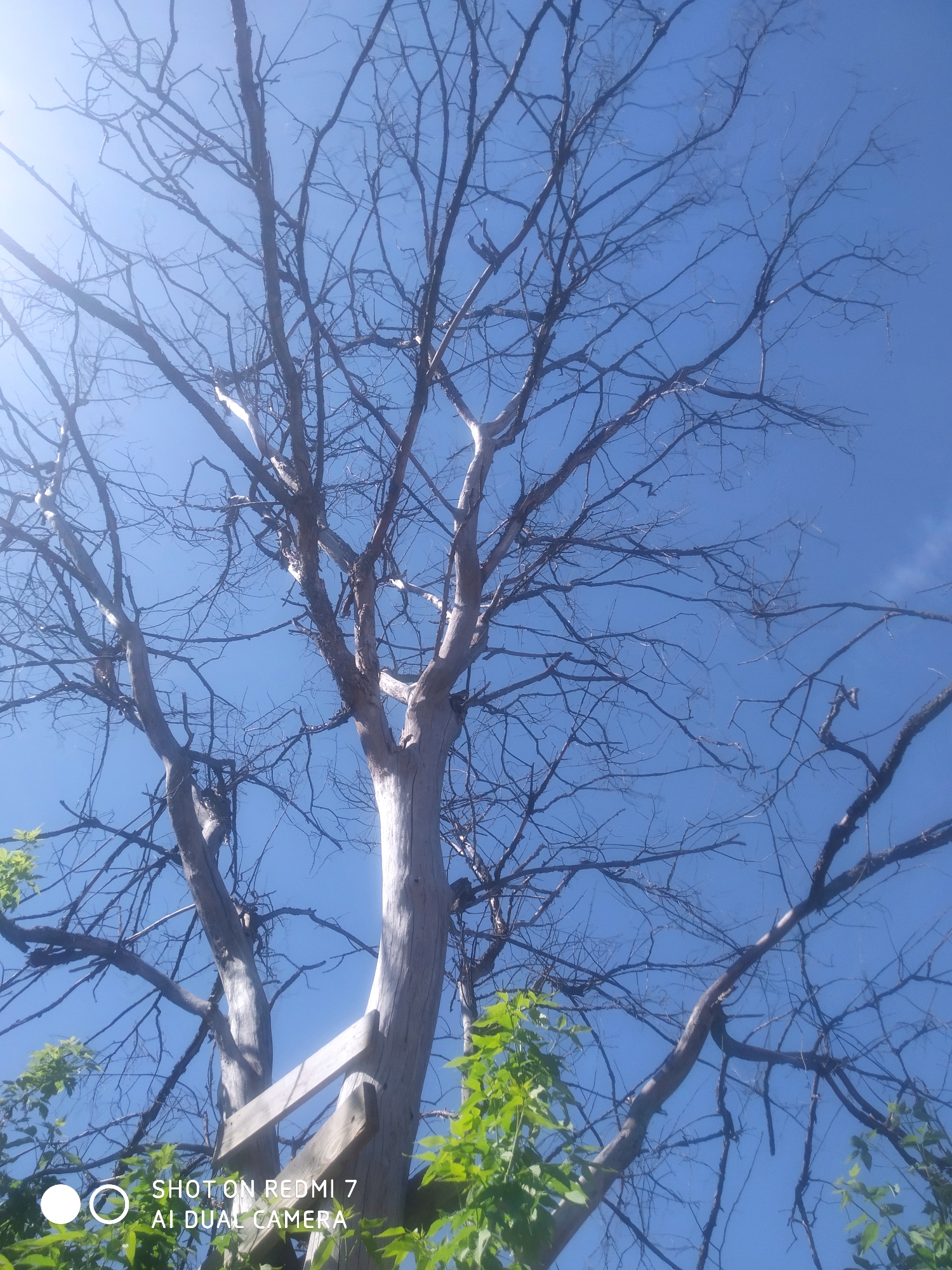 A low-angle shot depicts a tall, predominantly leafless tree against a bright blue sky, possibly in Ochansk, Russia. The tree's trunk is light-colored and appears weathered. Most of the branches are bare, although there are some patches of green foliage near the bottom of the frame. A wooden structure, possibly a platform or support, is attached to the trunk. The photo was taken with a Redmi 7 AI Dual Camera, as indicated by the watermark in the lower left corner.