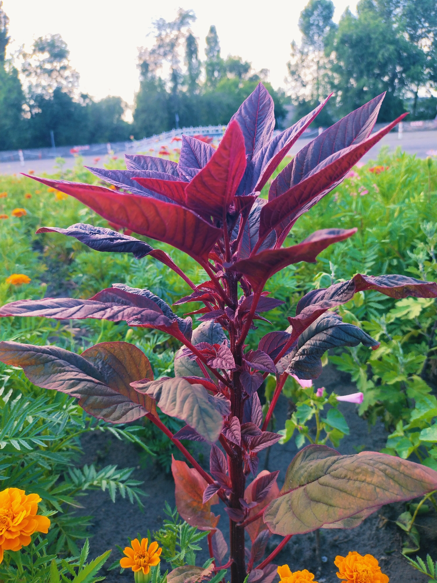 A close-up, eye-level shot captures the striking deep red leaves of an ornamental plant in the foreground. The leaves are broad, ovate, and pointed, with prominent veins and a slightly crinkled texture. The plant's stem is also a vibrant red. Surrounding the central plant are smaller, bright orange marigold flowers in bloom, interspersed with greenery. The background consists of a blurred park-like setting with trees and a white bridge visible in the distance. The lighting suggests it is either early morning or late afternoon, with a soft, diffused light. The scene is set in a public park in the city of Horishni Plavni, Ukraine.