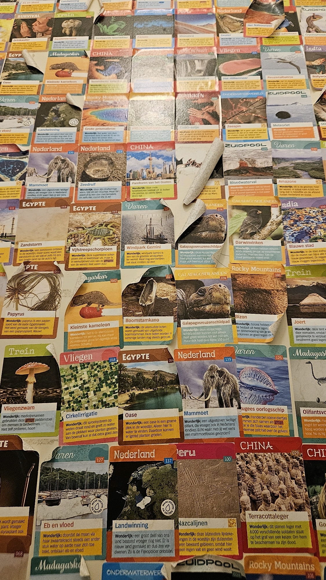 The image displays a large collection of trading cards spread across a flat surface, possibly a table. The cards feature various images and text, many of which are related to natural history, geography, and famous landmarks. The cards are layered and overlap in some areas, suggesting they are organized or stored in this manner. Some cards have colorful borders and headings, while others have black and white or sepia-toned images. The overall impression is of a well-organized collection of educational or collectible cards. There is no discernible location in the city of Breda, Netherlands, or any indication of people, actions, or interactions.