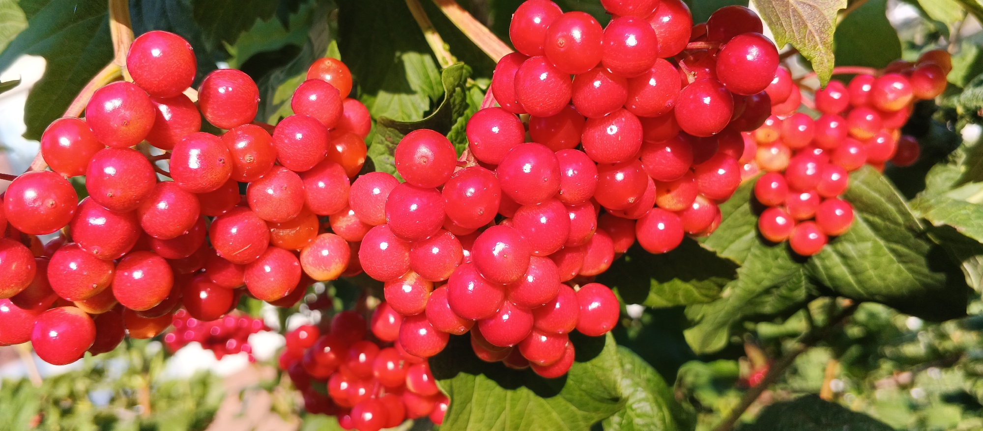 The image displays a close-up view of a cluster of ripe red berries, likely from a viburnum bush. The berries are small, round, and have a glossy surface, reflecting the sunlight. They are grouped together on thin stems, forming a dense bunch. Some green leaves are visible in the background, providing a contrasting color to the vibrant red of the berries. The lighting suggests it is daytime, possibly late afternoon, as evidenced by the warm, golden tones and the direction of the shadows. The overall impression is one of natural beauty and abundance, characteristic of a garden or a natural landscape.
The provided image does not contain any specific landmarks, architecture, or features that would allow for its definitive location within the city of Smila, Ukraine. Therefore, no information about the location in Smila can be extracted from the visual content.