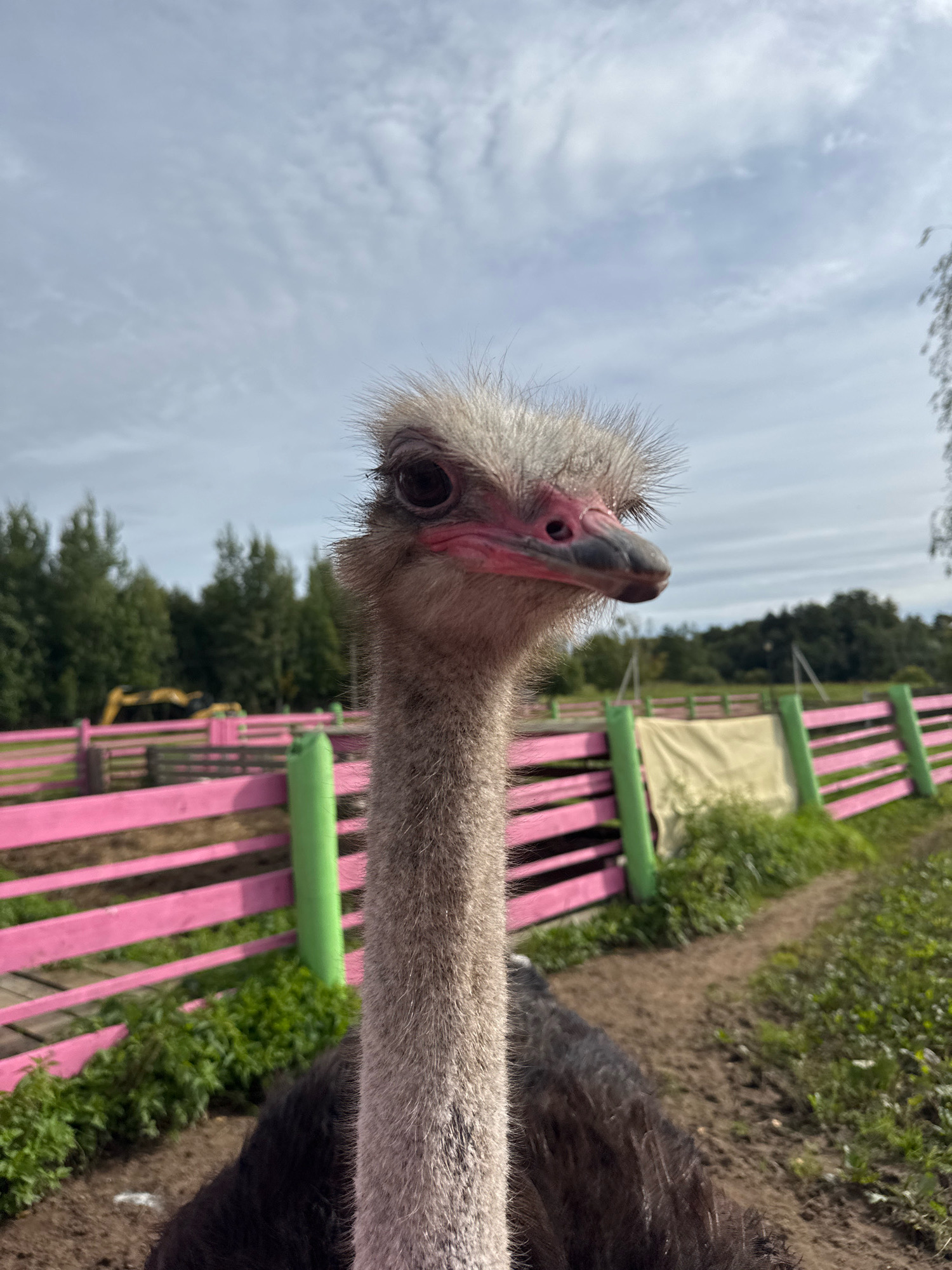 A close-up, eye-level, outdoor shot features an ostrich in the foreground, its head and neck filling the majority of the frame. The ostrich has gray, downy feathers on its head and neck, with distinct pink skin around its eyes and beak. Its large, dark eye is focused forward. In the background, a vibrant pink fence with green posts encloses an area, beyond which are trees and a cloudy sky. To the left, a yellow construction vehicle is partially visible. The ground appears to be dirt and grass. This scene is located at an ostrich farm in Peterhof, Russia.