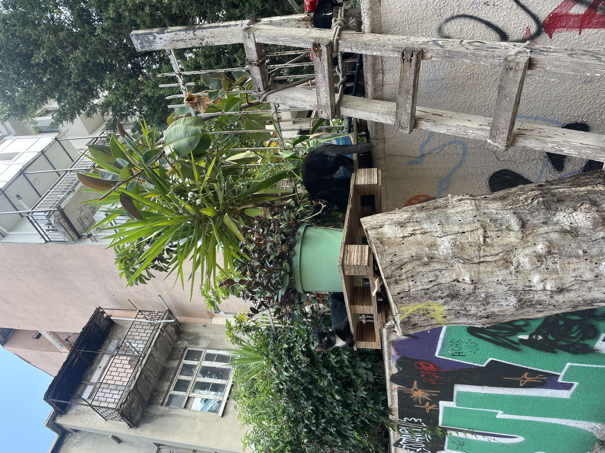 A black and white cat sits on a wooden pallet in front of a green planter. To the right, a black cat is partially visible behind the planter. A weathered wooden ladder leans against a textured wall covered in graffiti. In the background, an apartment building with a balcony and lush green trees are visible. This scene is located in Kadıköy, Turkey.