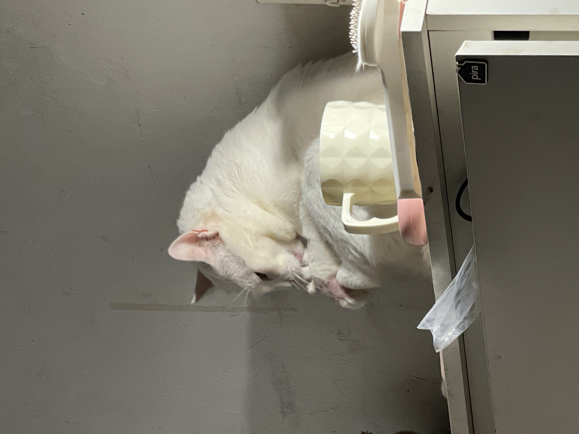 The image, rotated 90 degrees clockwise, captures a white, fluffy cat grooming itself in an indoor setting. The cat appears suspended or upside down, actively licking or nibbling at its hind leg or paw, its head turned towards its body. Its pink inner ears are visible against its white fur.
To the right of the cat, a light-colored (cream or pale yellow) mug with a textured diamond pattern hangs from a white fixture, possibly a shelf or hook. Next to the mug, a white comb or brush with pink accents is also hanging. Further right, a light grey cabinet or piece of furniture is prominent. A small, black rectangular label bearing the white text "pira" is affixed to the corner of this furniture. Below this, a crumpled piece of clear plastic material is visible. The background is a plain, light grey wall with minor smudges or marks. The lighting suggests an indoor environment, likely illuminated by artificial light. The overall scene depicts a calm, domestic moment. The location context is North Jakarta, Indonesia.