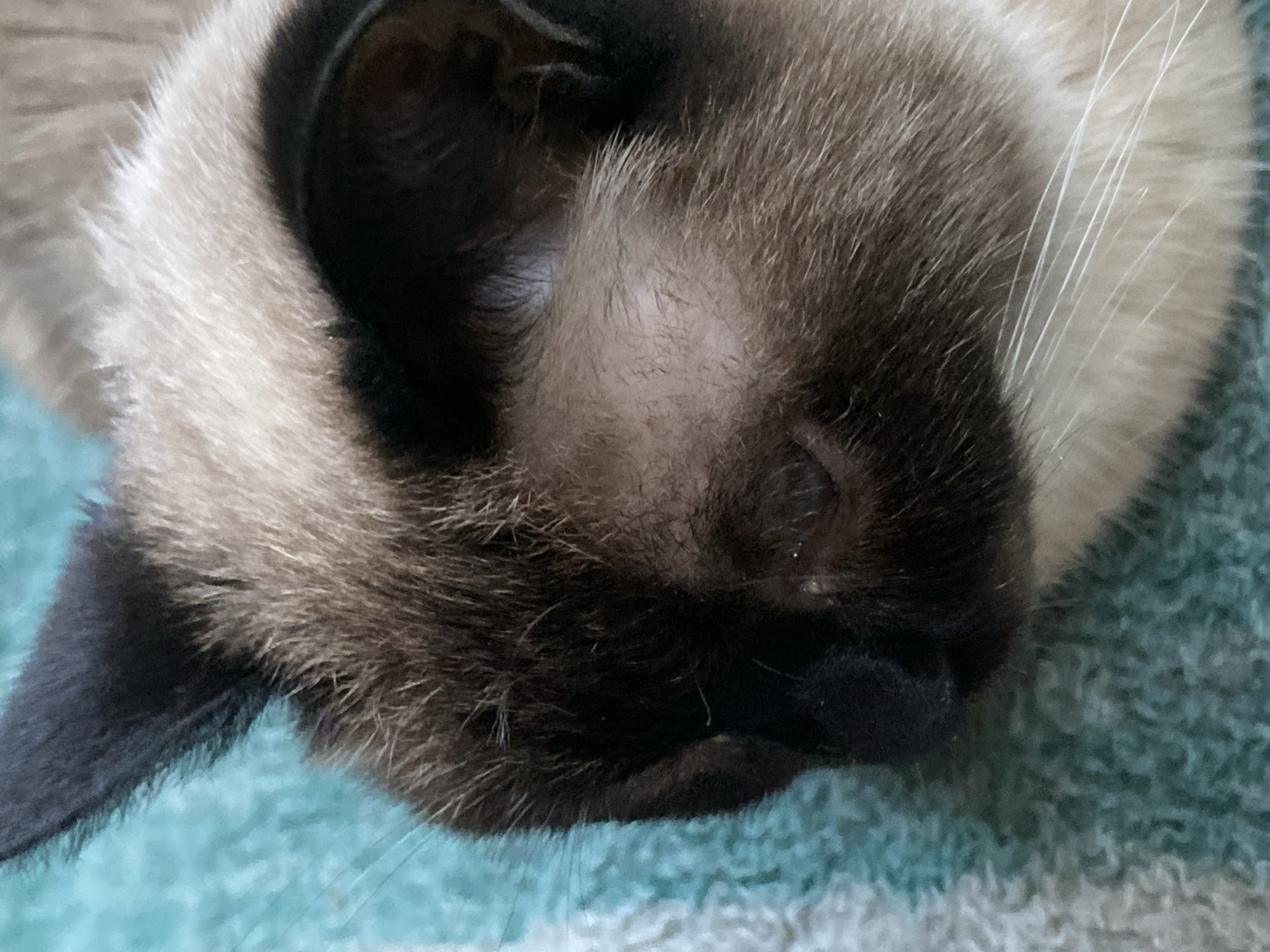 This is a close-up, top-down shot of a Siamese cat's face resting on a turquoise, terrycloth towel. The cat's fur is primarily a light cream color with dark brown points on its ears and face. Its left eye is visible and appears to be closed or partially closed, with a small, pinkish patch of skin visible on its forehead. White whiskers extend from its muzzle. The background is the textured surface of the towel. There are no people or any elements that can be used to determine the location in Almaty, Kazakhstan.