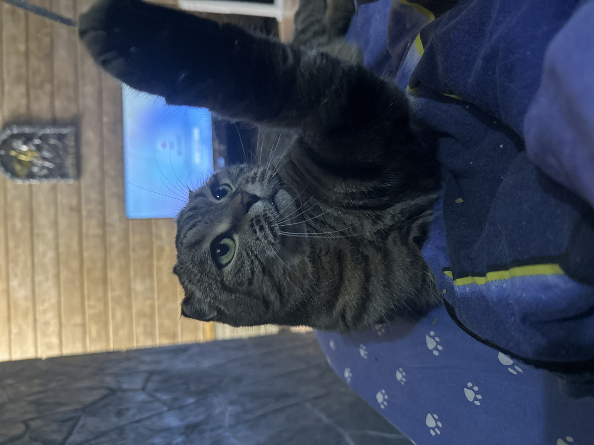 A tabby cat with green eyes is seen from the chest up, with its left paw raised. The cat is lying on a blue blanket with white paw prints, with another blanket draped over its chest. In the background, a television screen displays a blue image, and a decorative plaque is mounted on a wood-paneled wall. The scene appears to be indoors. The image was taken in Virki, Russia.