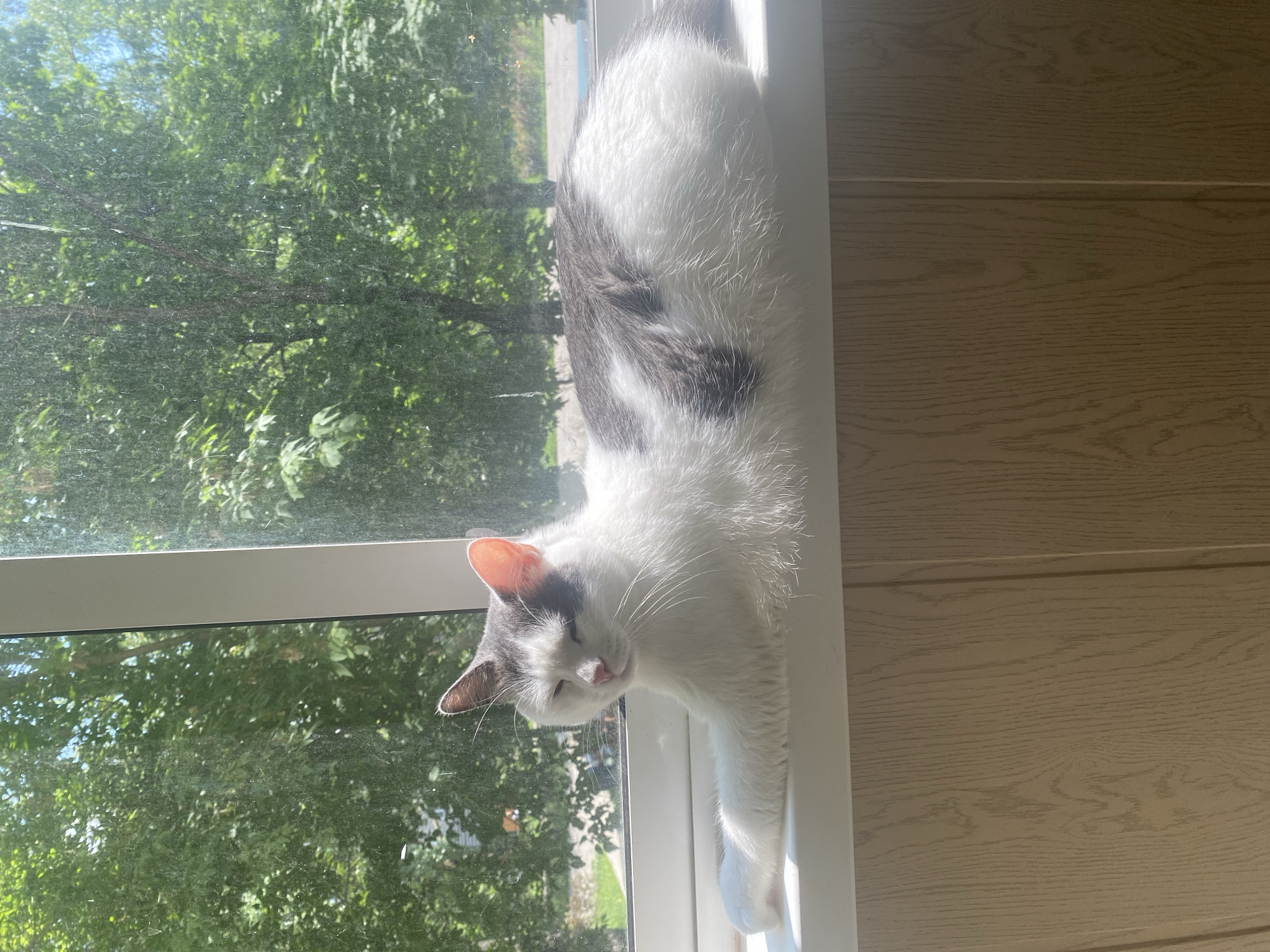 In Beloozyorsky, Russia, a white and grey cat with green eyes is lying on a white windowsill. The cat is basking in the sunlight, with its eyes partially closed. Through the window, lush green trees and a blue sky are visible. The scene appears to be a serene domestic setting on a sunny day.