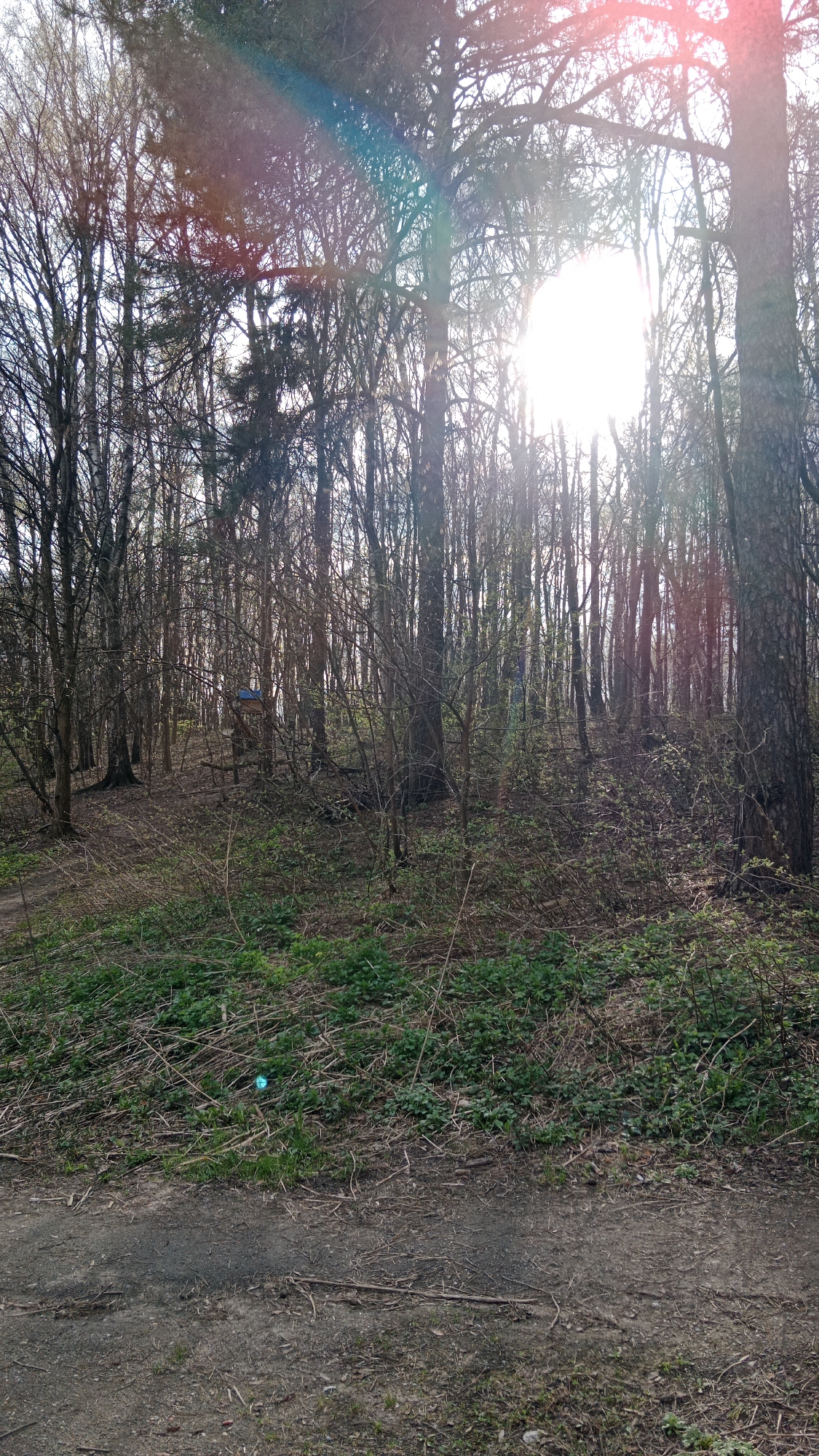 The image captures a sunlit forest or wooded park area in Moscow, Russia, likely during early spring. The scene is dominated by numerous trees, most of which are still bare or have only sparse new foliage, suggesting the transition from winter. Some trees have darker, textured bark, while others exhibit lighter, possibly birch-like, trunks.
The ground in the foreground consists of a dirt path or trail, with areas of dry leaves, twigs, and emerging green undergrowth, including small plants and patches of grass. Deeper into the woods, the ground slopes gently upwards and is similarly covered with natural debris and scattered new vegetation.
A notable object visible in the middle ground, slightly to the left of the center, is a small, blue, box-like structure, possibly a birdhouse or feeder, attached to a tree trunk. No people or animals are visible, and no specific activity is taking place; the scene is static.
The bright sun, positioned directly or nearly directly facing the camera, creates a strong lens flare with a distinct rainbow-like spectrum across the upper portion of the image. This intense sunlight suggests a clear sky and daytime conditions, either early morning or late afternoon, illuminating the skeletal branches of the trees and casting soft light into the depths of the forest. No visible text is present in the image.