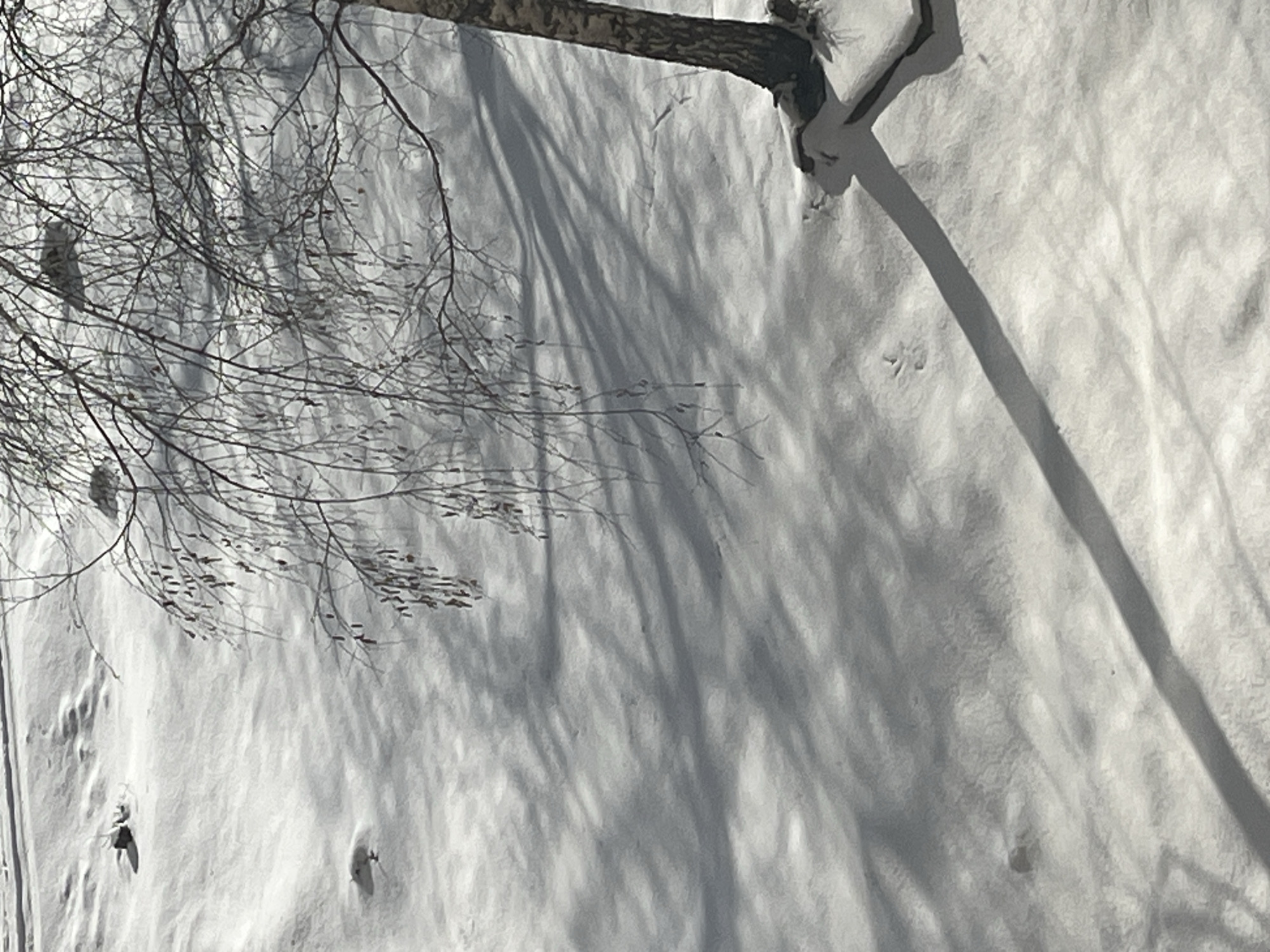 The image depicts a snow-covered ground in an area with trees. The ground has a textured surface and is predominantly white, likely due to the snow cover. A tree trunk extends into the scene from the top-right, casting a prominent shadow. Shadows from the tree branches are also visible across the ground. There is no evidence of location, people, subjects, objects, actions, or interactions other than what has been stated above.