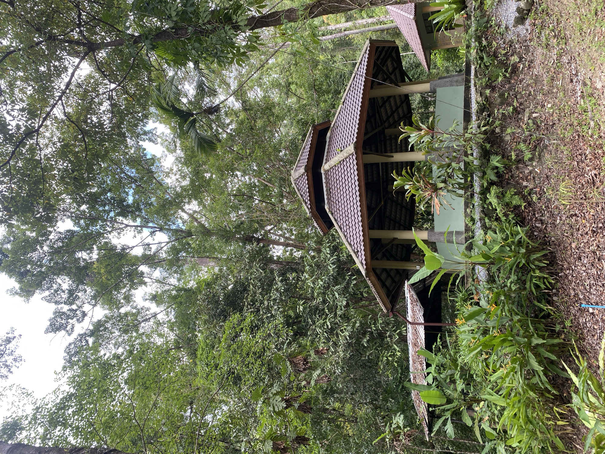 The image shows a structure with a multi-tiered, tiled roof in a lush, green environment. The setting appears to be outdoors, possibly a garden or a natural park area, consistent with the location of Tambon Thai Mueang in Thailand. The building is surrounded by dense foliage, including various types of trees, bushes, and plants, suggesting a tropical climate. The architecture of the structure is likely traditional or influenced by local designs. The image lacks people, indicating a static, uninhabited scene.
