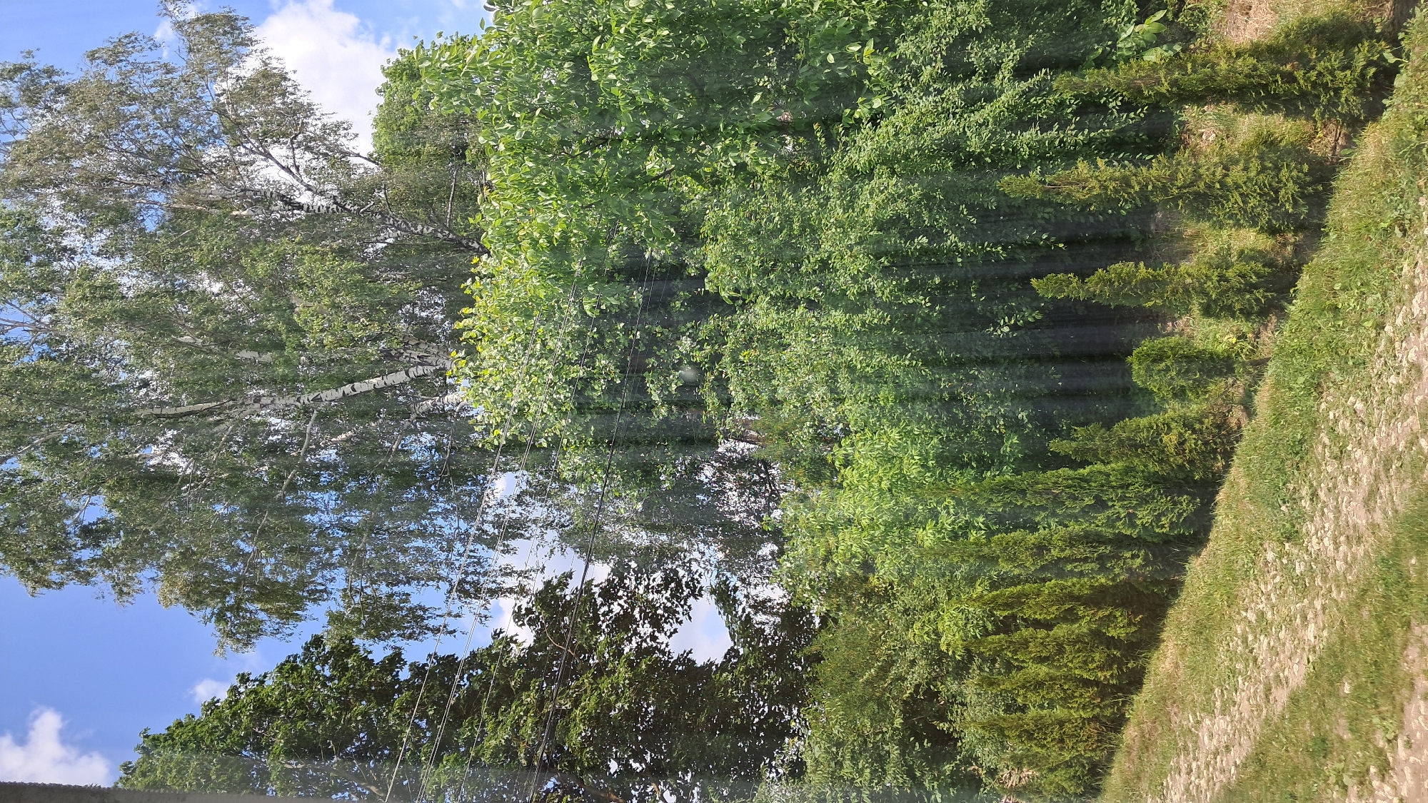 The image depicts an outdoor scene with lush green vegetation under a partly cloudy blue sky. In the foreground, a row of neatly trimmed evergreen trees, possibly cypress or juniper, are planted along a dirt path covered in grass and gravel. Behind the row of smaller trees, a dense wall of various green trees and foliage stretches across the midground. Dominating the upper portion of the image is a large birch tree with its characteristic white bark and a canopy of light green leaves. To the left of the birch, a darker green, taller tree with dense foliage is partially visible. Several electrical wires are visible spanning across the scene, suggesting the proximity of human infrastructure. The lighting indicates it is daytime, likely with bright sunlight. There are no people or animals present in the image. The overall impression is one of a well-maintained garden or park area.