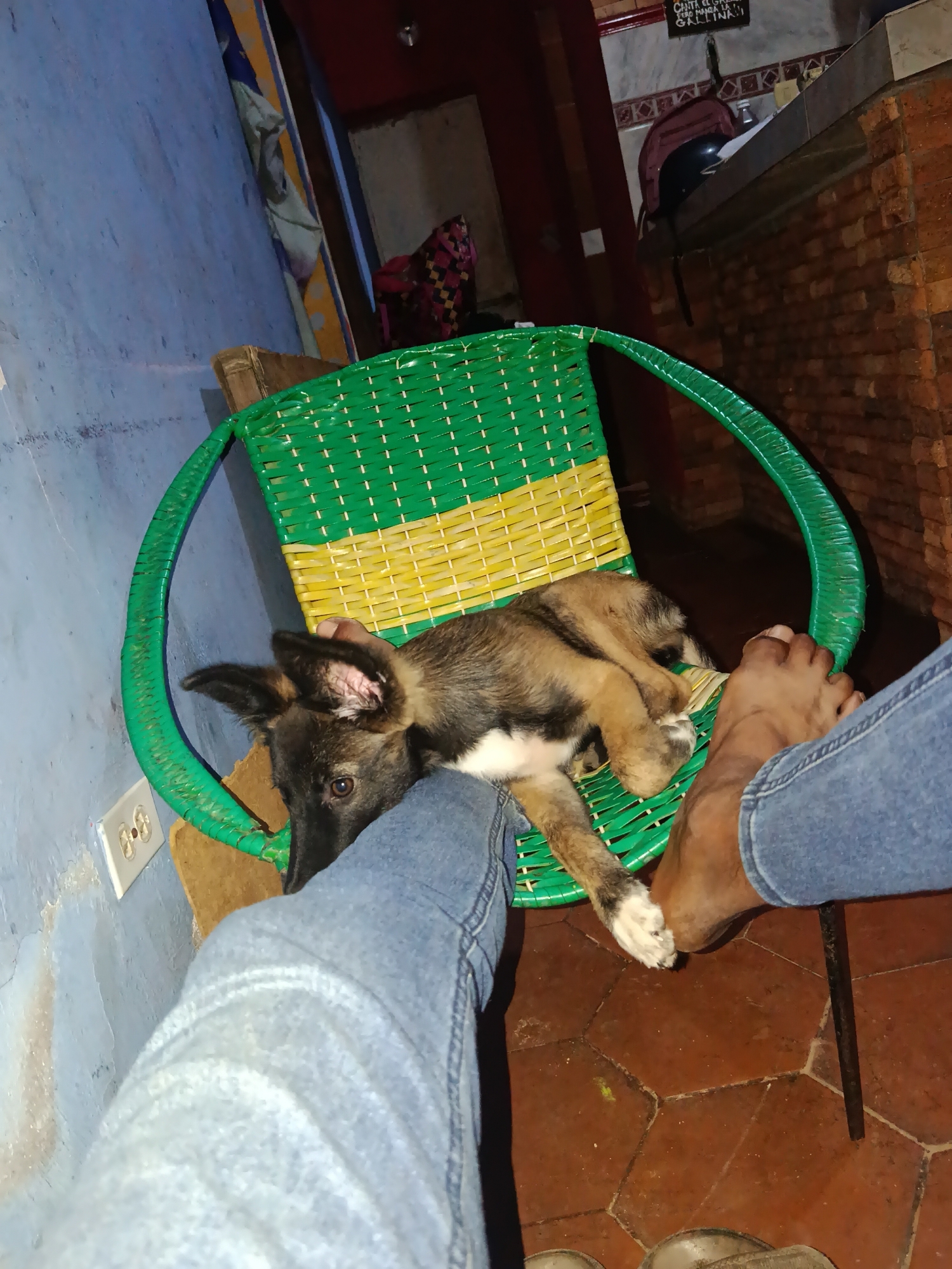 In Juan Griego, Venezuela, a medium-sized dog with tan and black fur lies on a green and yellow woven chair, its head resting on a person's leg. The dog is facing left, with its body partially obscured by the person's blue jeans. The person's bare foot is also visible, resting near the dog on the chair. The chair has a circular frame and appears to be made of plastic or wicker. The background shows a textured brick wall on the right and a blue-painted wall on the left, with a light switch on the blue wall. The floor is tiled with hexagonal reddish-brown tiles.