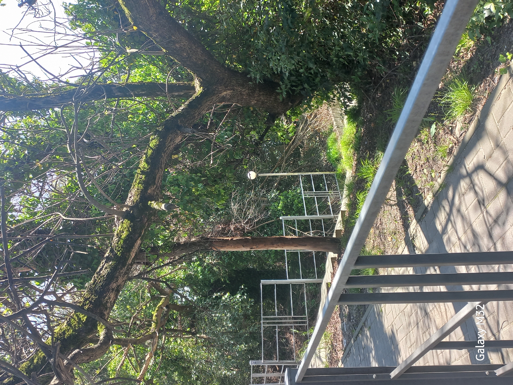 The image shows a staircase with metal railings leading down a slope into a green, wooded area. A large tree with moss-covered branches dominates the left side of the frame. The staircase appears to be constructed from concrete or paving stones. A streetlight is visible among the trees further down the slope. The presence of "Galaxy M32" watermark suggests the picture was taken with a Samsung Galaxy M32 mobile phone. The image was likely captured in an urban area featuring landscaped green spaces. While it's impossible to confirm the location as Sochi, Russia, based on visual information alone, the dense greenery and urban setting are consistent with landscapes found in Sochi.