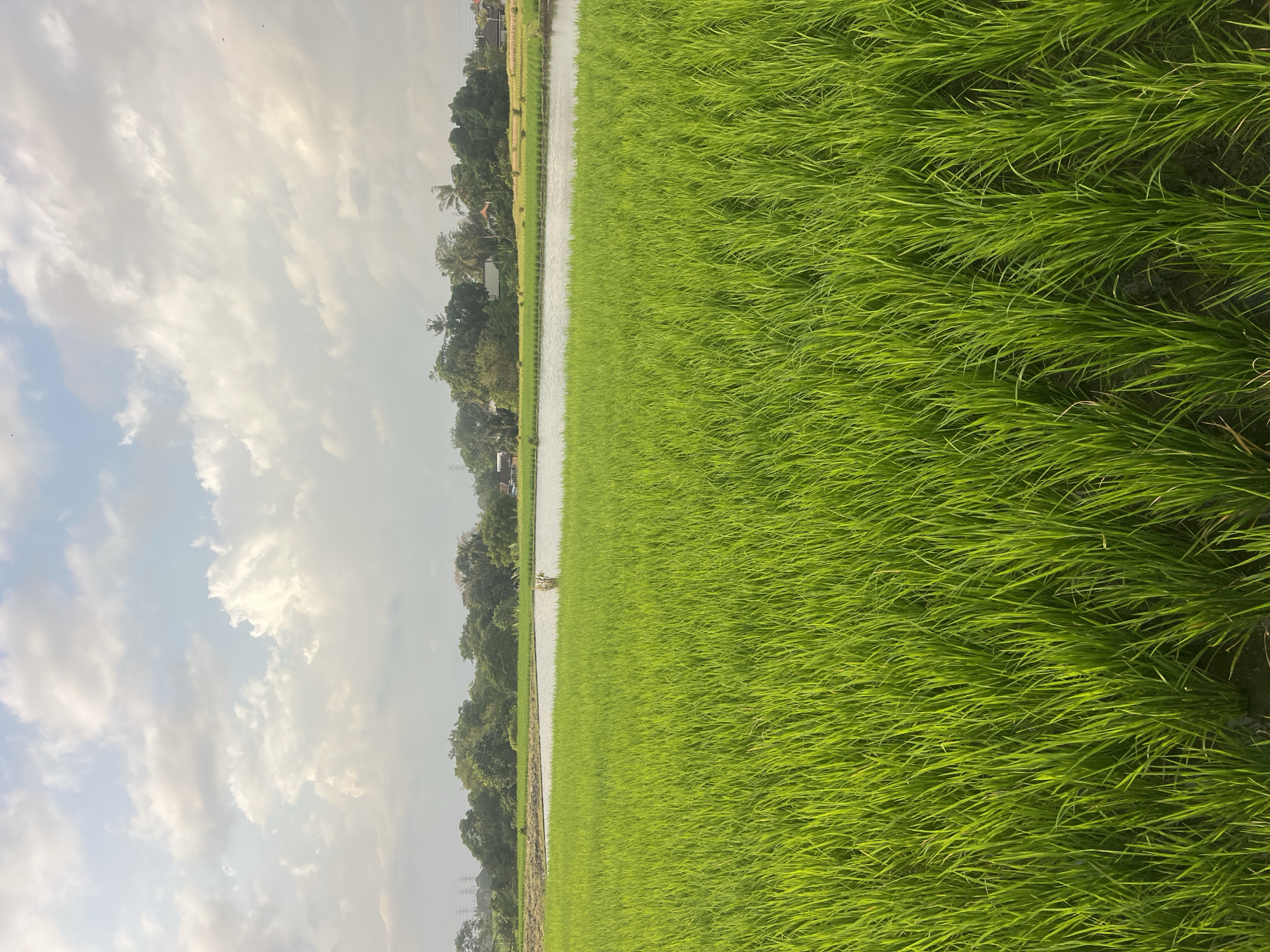 An upward-facing outdoor vertical shot captures a lush, vibrant green rice paddy field stretching towards a body of water. The rice stalks are densely packed and illuminated by natural light, giving them a bright, almost neon green hue. In the middle ground, a reflective body of water separates the foreground field from a treeline and scattered buildings in the background. The treeline consists of various types of trees, some tall and slender, others more bushy. Among the trees, several buildings, including houses and what appear to be utility structures like transmission towers, are visible. The sky above is a soft blue, adorned with scattered white clouds that catch the light. The overall impression is one of rural tranquility and agricultural productivity. The location is identified as Kediri, Indonesia, suggesting this scene is representative of the region's agricultural landscape.