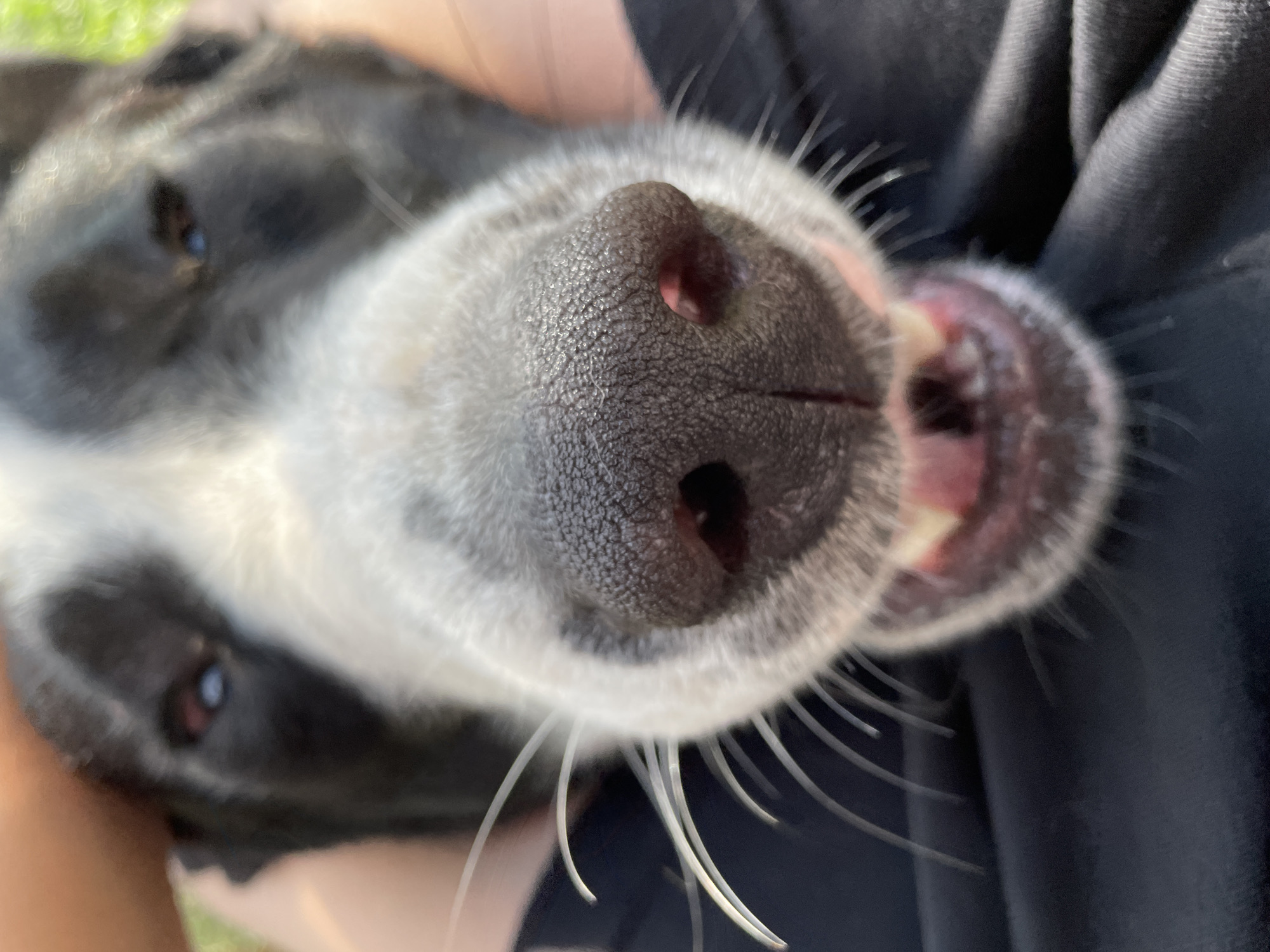 The image is a close-up, eye-level, outdoor shot of a black and white dog's face, with its nose and mouth filling the frame. The dog appears to be panting or smiling, with its mouth slightly open and teeth visible. The background is blurred, but suggests an outdoor setting with hints of green and possibly grass. No specific location in Zlatograd, Bulgaria, is identifiable from the image.