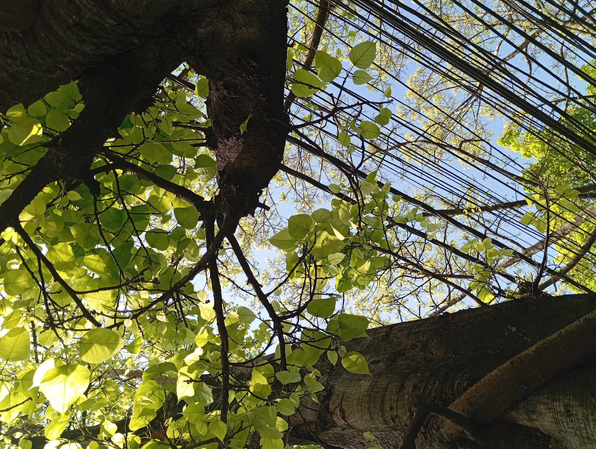The image is a low-angle shot looking up through the canopy of trees towards the sky. Two large tree trunks, one on the left and one on the right, dominate the foreground. The tree on the left has a textured, light-colored bark with horizontal striations. A thick, intertwined branch from another tree is wrapped around it. The tree on the right has dark, rough bark. The branches of these trees, laden with bright green leaves, extend upwards and fill much of the frame. Sunlight filters through the leaves, creating a dappled effect. In the background, a clear blue sky is visible, crisscrossed by a dense network of dark electrical wires. The wires are strung between unseen poles and create a geometric pattern against the sky and foliage. The overall scene depicts an urban or semi-urban environment in Kepulungan, Indonesia, where nature and infrastructure coexist.
