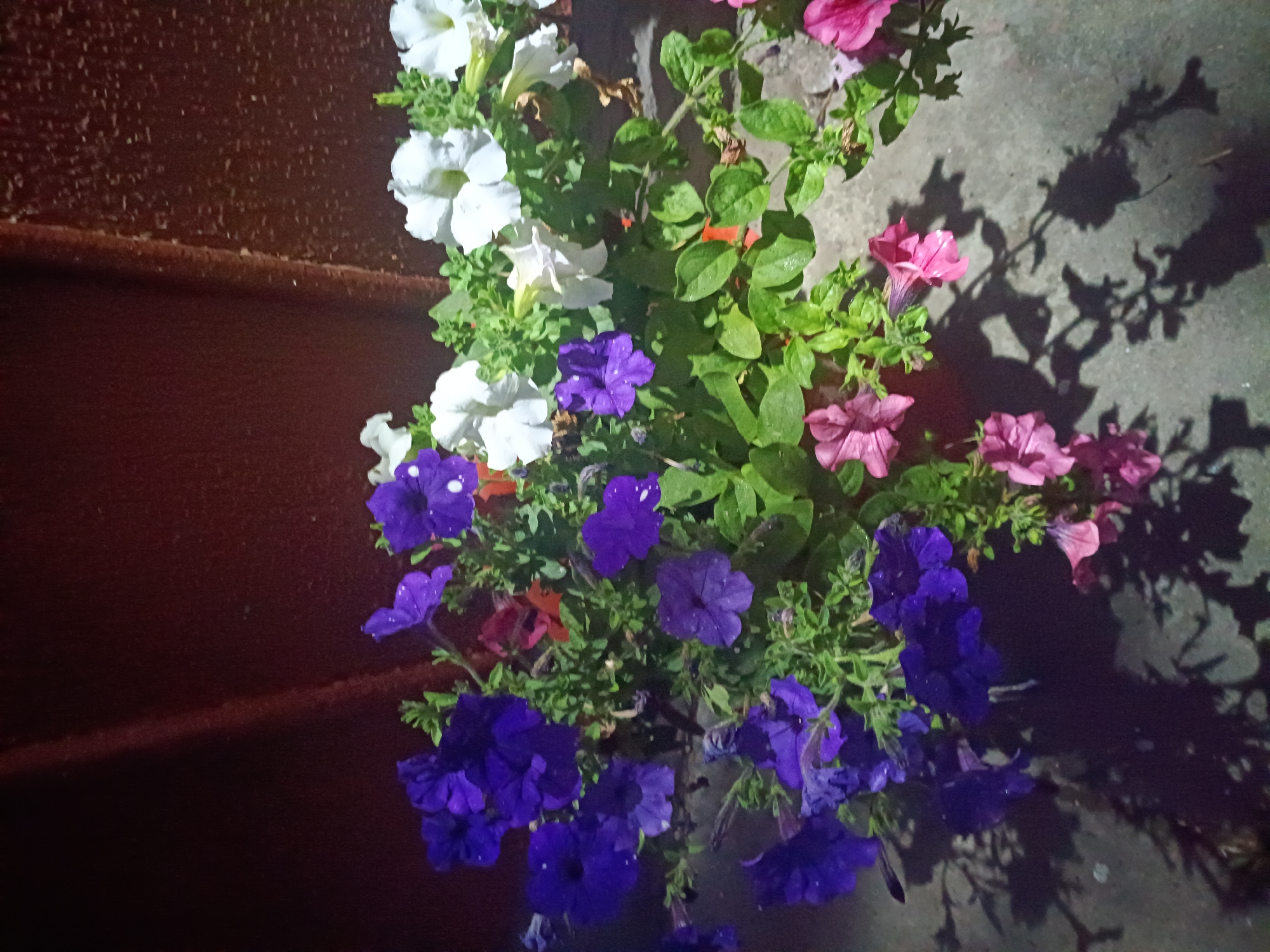 A close-up, eye-level shot captures a cluster of blooming petunias in various colors including deep purple, white, and pink. The flowers are set against a dark, textured background that appears to be a weathered wooden fence. The ground beneath the flowers is a concrete surface, reflecting dark shadows from the plants. The scene is lit by artificial light, creating strong contrasts and highlighting water droplets on the petals. The location is identified as Litynia, Ukraine.
