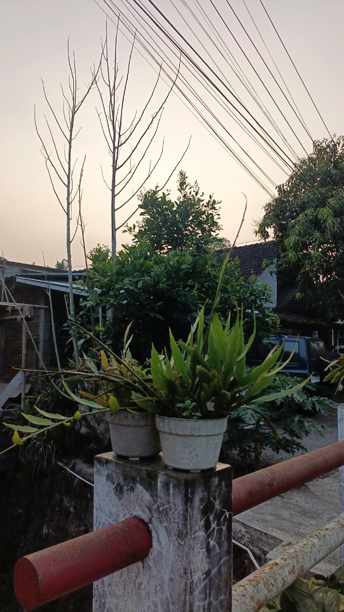 The image depicts an outdoor scene at dusk in Salatiga, Indonesia. In the foreground, two potted plants are placed on a concrete structure. The structure has a red pipe protruding from its side and a rusty metal railing runs along the right side of the frame. Behind the plants, a house with a tiled roof is visible, surrounded by lush green trees. Overhead, a network of power lines crisscrosses the pale sky, which is illuminated by the fading light of sunset. The overall atmosphere is serene, with the natural elements of plants and trees juxtaposed against the man-made structures of the house and power lines.