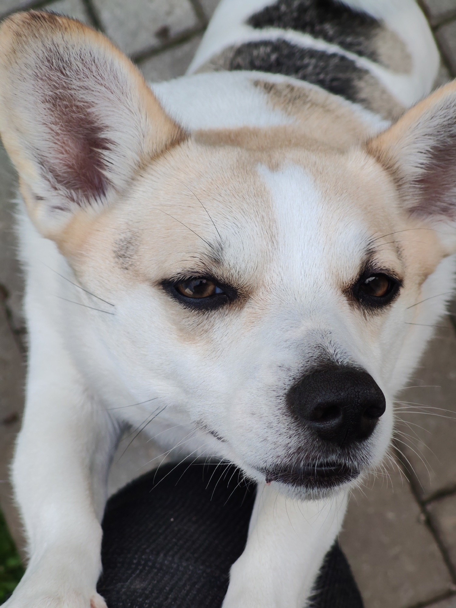 A close-up shot focuses on a dog with white, tan, and black fur. The dog's face is centered, with its brown eyes looking up and towards the viewer. Its nose is black and glossy. The dog appears to be partially standing, with its front paws visible. The background consists of paving stones.