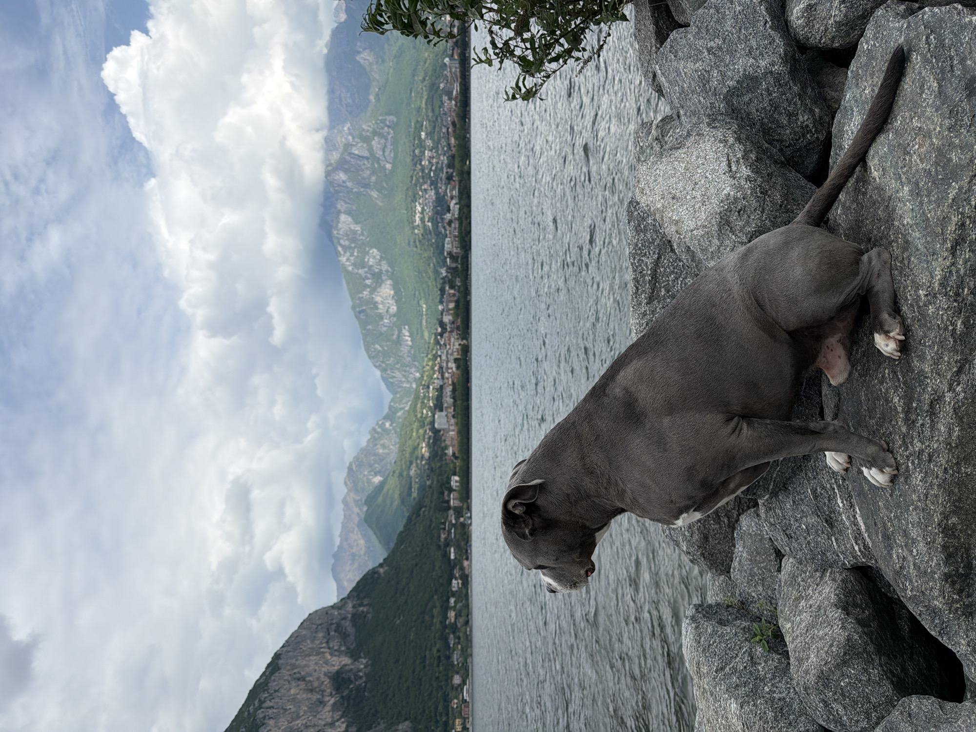 A grey-blue dog, resembling a Pitbull or American Bully, stands on a rocky shore, looking out over a wide body of water. The dog's profile is visible, with a long tail and white markings on its paws and chest. The shoreline is composed of large, dark grey boulders. The water, a reflective grey-blue, stretches into the distance, showing ripples on its surface.
Across the water, a dramatic landscape unfolds. Lush green mountains rise steeply, dotted with visible rocky outcrops. Along the base of these mountains, a town or settlement is visible, with numerous buildings lining the distant shore. The sky is predominantly cloudy, with large white and grey clouds filling the upper portion of the frame. A small amount of green foliage from an unseen plant hangs into the top right of the image. The scene captures a moment of quiet observation by the dog within a scenic natural setting, typical of a mountainous lake region such as Valmadrera, Italy. The time of day is daytime, under overcast weather conditions. No text is visible in the image.