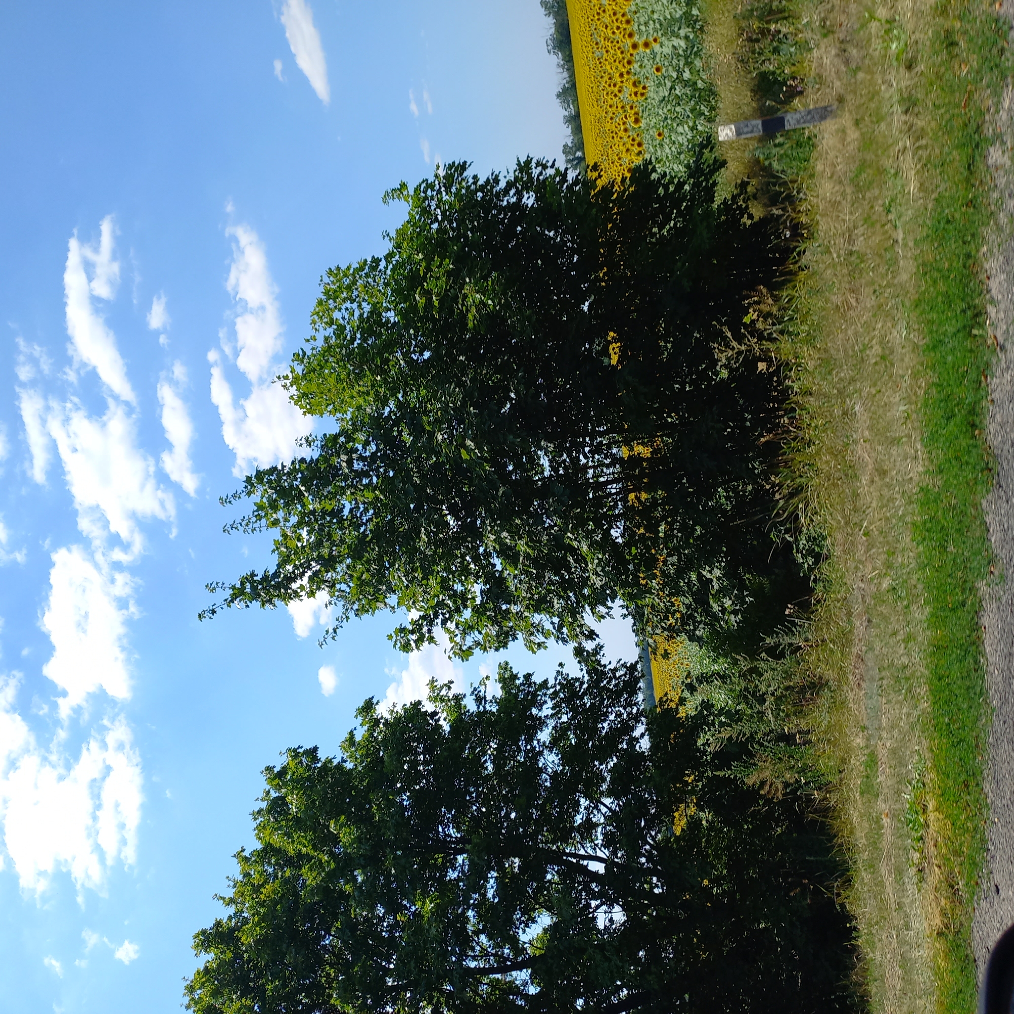 The image captures a rural landscape under a bright blue sky dotted with white clouds. In the foreground, a paved surface, likely a road, is visible at the bottom. To the left and center, large deciduous trees with lush green foliage dominate the scene. Beyond the trees, to the right, a vast field of sunflowers stretches towards the horizon, their yellow blooms creating a vibrant carpet. A few scattered trees and vegetation are also present in the midground. A thin, weathered pole with black and white markings stands near the right edge of the frame. The overall impression is a sunny day in a countryside setting, possibly Kropyvnytskyi, Ukraine, given the characteristic sunflower fields often found in the region. No people or specific actions are discernible in the image.