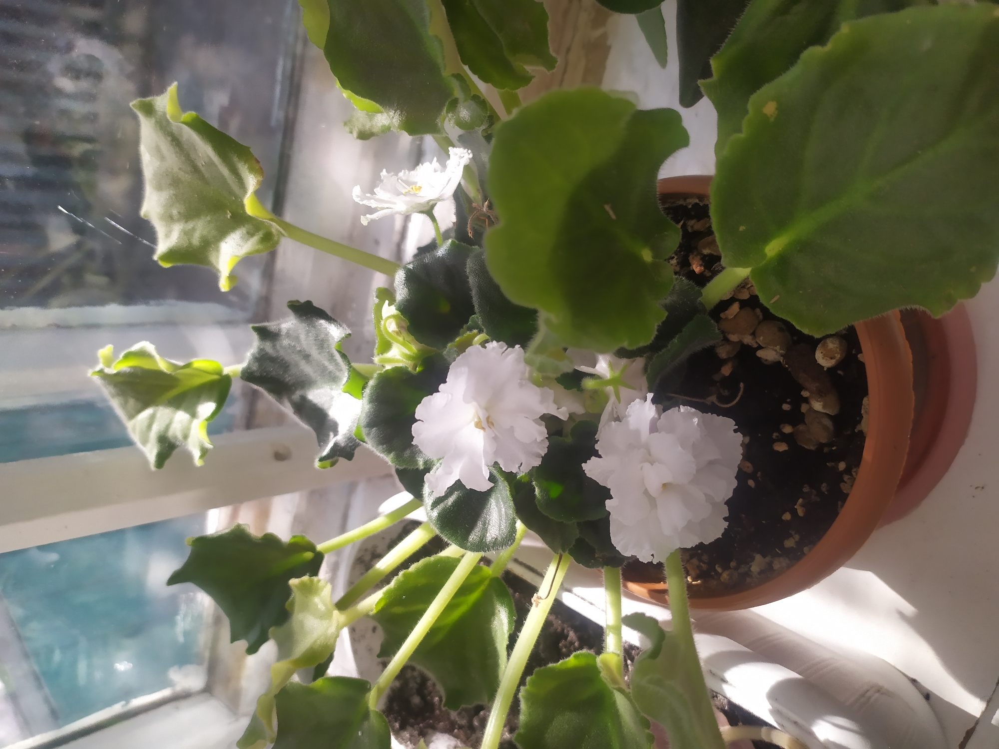 A close-up, eye-level shot shows a potted African violet plant with white flowers and green leaves resting on a windowsill in Kara-Balta, Kyrgyzstan. The plant is in an orange terracotta pot with dark soil and pebbles. Sunlight streams in from the left, casting shadows on the windowsill and illuminating the leaves. The background is a window with a blurry view of what appears to be outdoor scenery and reflections.