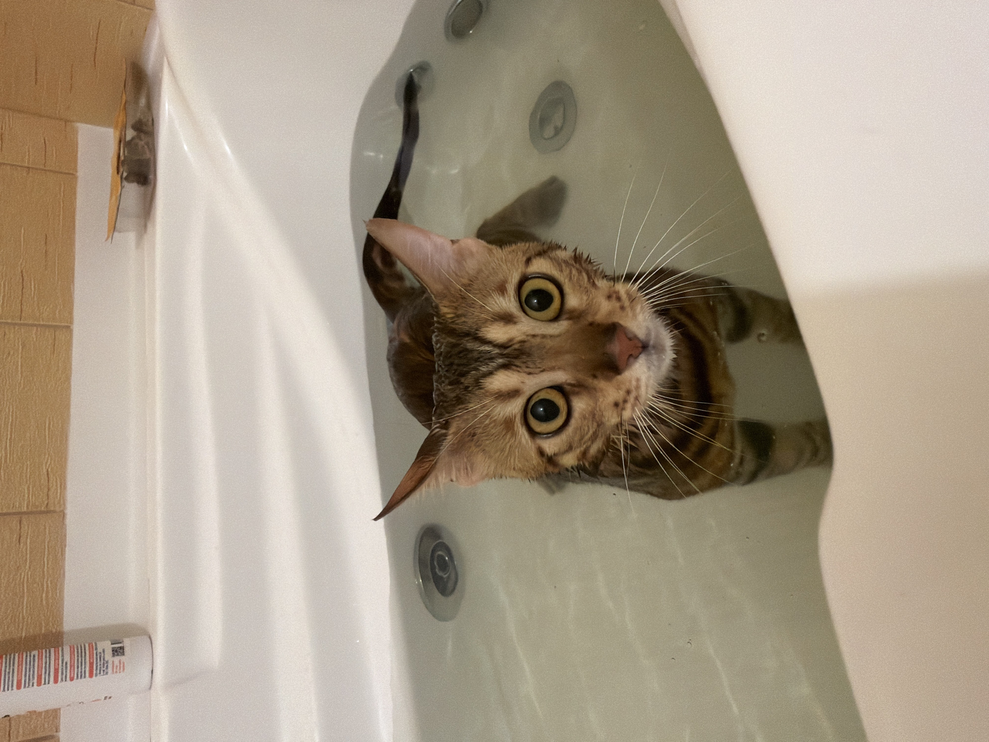 A vertical shot captures a wet, short-haired Bengal cat partially submerged in shallow water within a white bathtub. The cat is looking directly upwards at the camera with wide, alert, yellow-green eyes. Its fur is dark brown with visible stripes, matted from the water, and its long white whiskers are prominent.
The bathtub features several circular metal jets, indicating it is likely a jacuzzi tub. On the left side of the frame, a section of light brown, textured wall tiles is visible, along with a white bottle bearing red and black striped markings and illegible text, resting on the tub's edge. A small, crumpled piece of cardboard or paper is tucked between the tub and the wall. The water is clear, showing the bottom of the tub.
The cat appears to be in the process of being bathed or has just been bathed, its expression suggesting surprise or intense focus rather than distress. The setting is an indoor bathroom. No specific visual cues in the image confirm the provided location of Krasnoyarsk, Russia.
