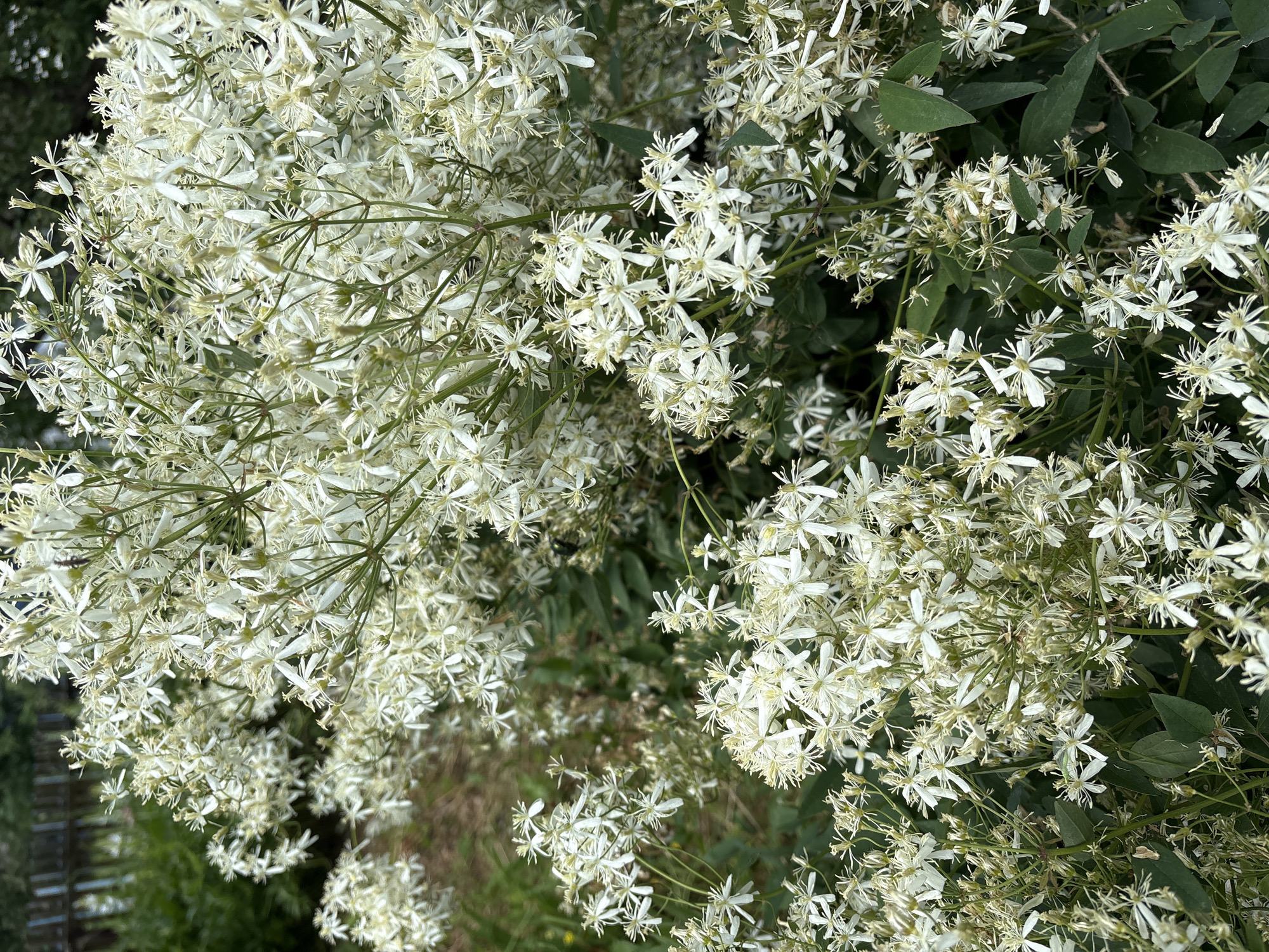 The image shows a close-up of a dense cluster of small white flowers with delicate, star-shaped petals and prominent stamens. The flowers are abundant and appear to be growing on a vine or shrub, with some green foliage visible in the background. The overall impression is one of lushness and natural beauty. The flowers have a somewhat feathery appearance due to the numerous thin stamens. The lighting suggests it might be daytime, with soft, diffused light. There are no people or specific objects visible, and the setting appears to be outdoors in a natural or garden environment. The focus is entirely on the flowers, which dominate the frame. The background is slightly out of focus, providing a soft, green backdrop that highlights the white blossoms. There is no visible text in the image. The location context is Dubrovino, Russia, which suggests a temperate climate where such flowering plants would be found.