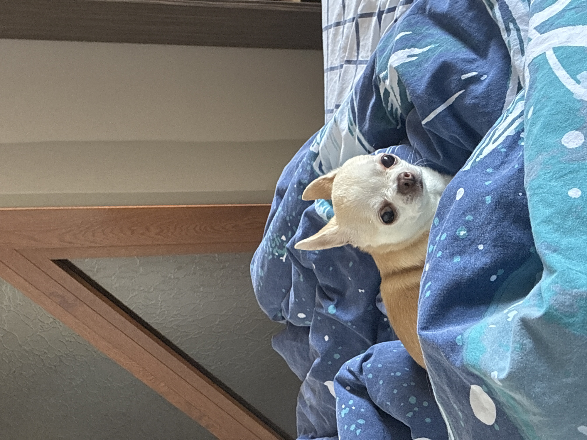 A small, light-colored dog, likely a Chihuahua, is peeking out from a cozy blue and white patterned blanket in an indoor setting. The dog has cream or light tan fur, large dark eyes, a small dark nose, and pointed ears, and is looking upward and slightly to the left with an alert and curious expression. The blanket features a vibrant blue base with lighter blue, white, and teal patterns that resemble abstract swirls or natural elements. The fabric appears soft and plush, engulfing the dog.
To the left and in the background, a light beige or off-white wall with a subtle texture is visible. Below the wall, a warm-toned wooden frame, possibly part of a window or a piece of furniture, is present. Behind this wooden frame, a pane of textured, translucent glass can be seen, suggesting a window or a door with privacy glass. The lighting in the image appears to be natural, indicating it is daytime. No specific location cues are visible within the image to identify Burgas, Bulgaria, beyond it being an indoor residential room. There is no visible text.