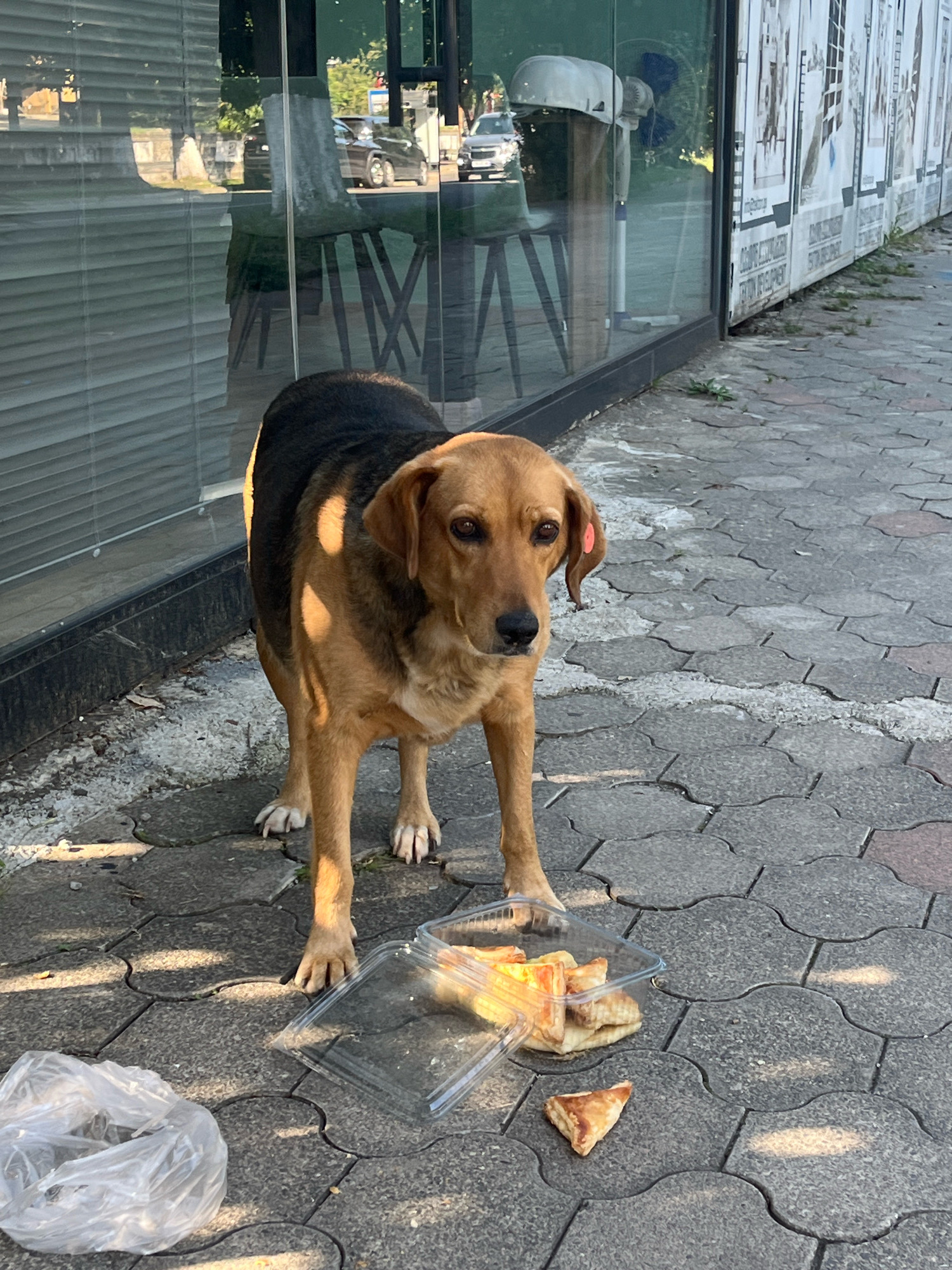 A medium-sized brown and black dog with a pink tag in its ear stands on a patterned concrete sidewalk in front of a glass building. The dog is facing slightly to the right, looking towards the camera. In front of the dog are a clear plastic food container filled with pastries and a single pastry on the ground. To the left of the container is a crumpled white plastic bag. Reflections of trees, cars, and interior elements of the building are visible in the glass. The sun casts shadows on the sidewalk. The scene appears to be outdoors, likely in an urban environment such as Kobuleti, Georgia, given the context.