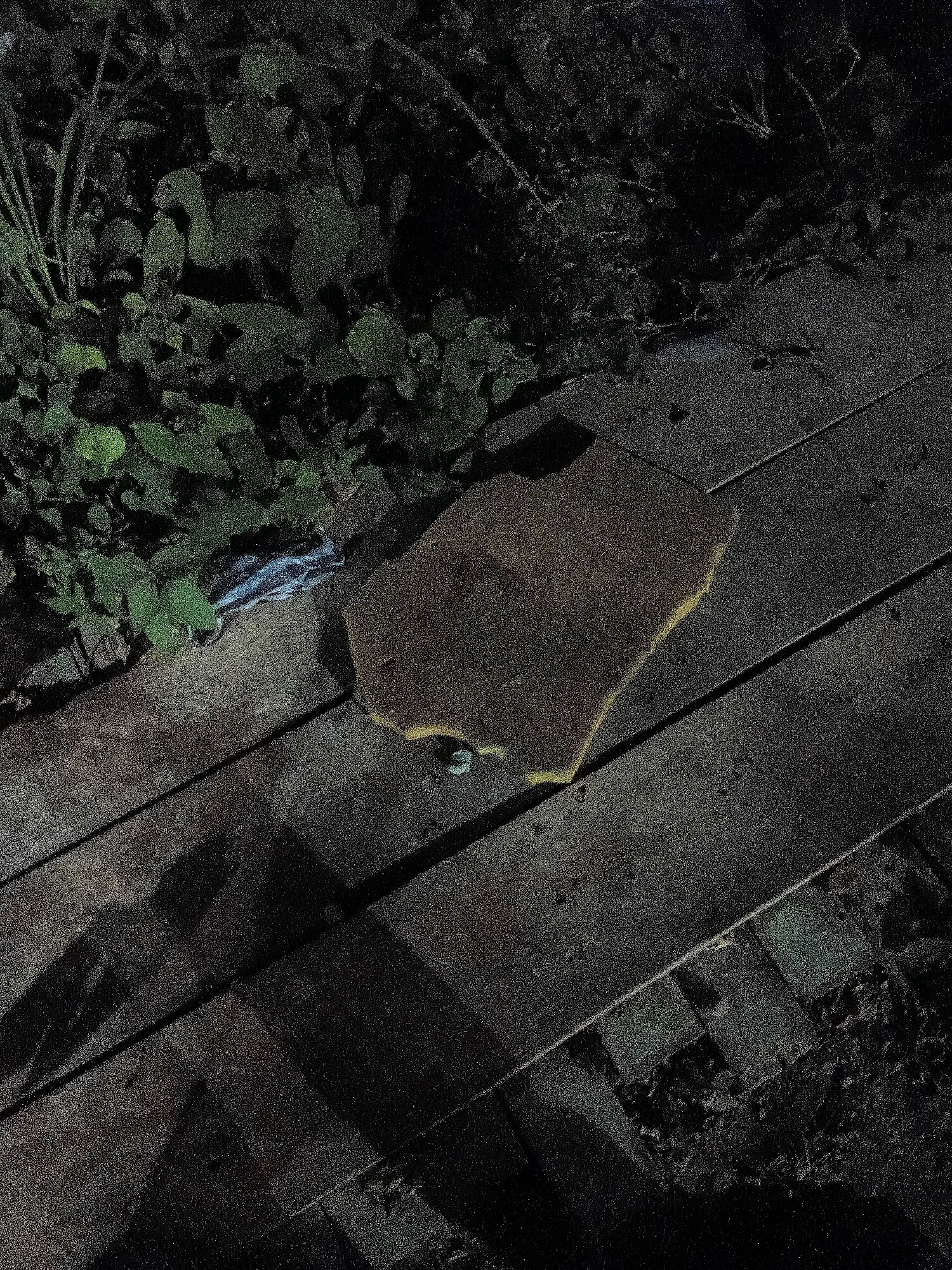 A dark, grainy photograph depicts a patch of green foliage on the left side of the frame, adjacent to a wooden surface composed of several planks. A piece of brown, irregular-shaped material with a yellow edge rests on the wooden surface. Near the foliage and the edge of the wooden surface, a crumpled blue and white fabric item is visible. The scene is dimly lit, with shadows cast across the wooden planks. The image is a close-up, high-angle shot of this outdoor setting, and does not provide any specific information about its location in Cikal, Indonesia.