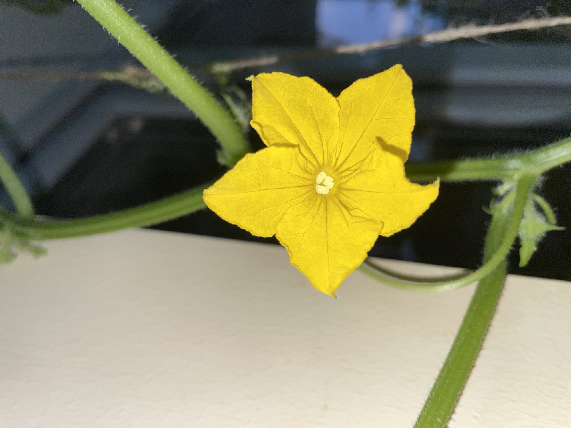 A close-up, eye-level shot captures a vibrant yellow cucumber flower in full bloom. The flower, with its five distinct petals, is the central subject, radiating a bright, sunny hue against a darker background. Its delicate structure and textured petals are clearly visible, showcasing the natural beauty of the plant.
The flower is attached to a fuzzy green stem, part of a larger vine that snakes through the frame. The vine is also adorned with small, fuzzy hairs, a characteristic detail of cucumber plants. The stem and vine elements add depth and context to the image, emphasizing the organic nature of the scene.
In the background, a blurred dark surface hints at a window or a similar structure, possibly indicating an indoor or sheltered growing environment. A faint string or wire stretches horizontally across the upper portion of the frame, suggesting the plant might be supported or trained for growth. The overall lighting suggests a soft, diffused light, possibly from natural sources, though the time of day and weather conditions remain indeterminate. There is no visible text within the image.
