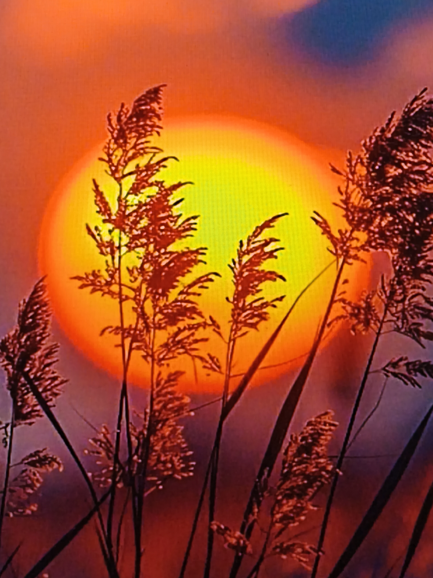 The image depicts a close-up view of dry reeds silhouetted against a vibrant sunset. The sun is a large, luminous disc, casting a warm glow that transitions from yellow in the center to fiery orange and red at the edges. The sky above is a blend of these warm tones, with hints of blue and purple at the top. The reeds, with their feathery seed heads, are dark red and appear to be in sharp focus, creating a stark contrast with the blurred background. The scene is evocative of nature and is likely a natural landscape. There is no indication of any urban environment, specific location in Steblivka, Ukraine, or any people. The image is a still, natural photograph.