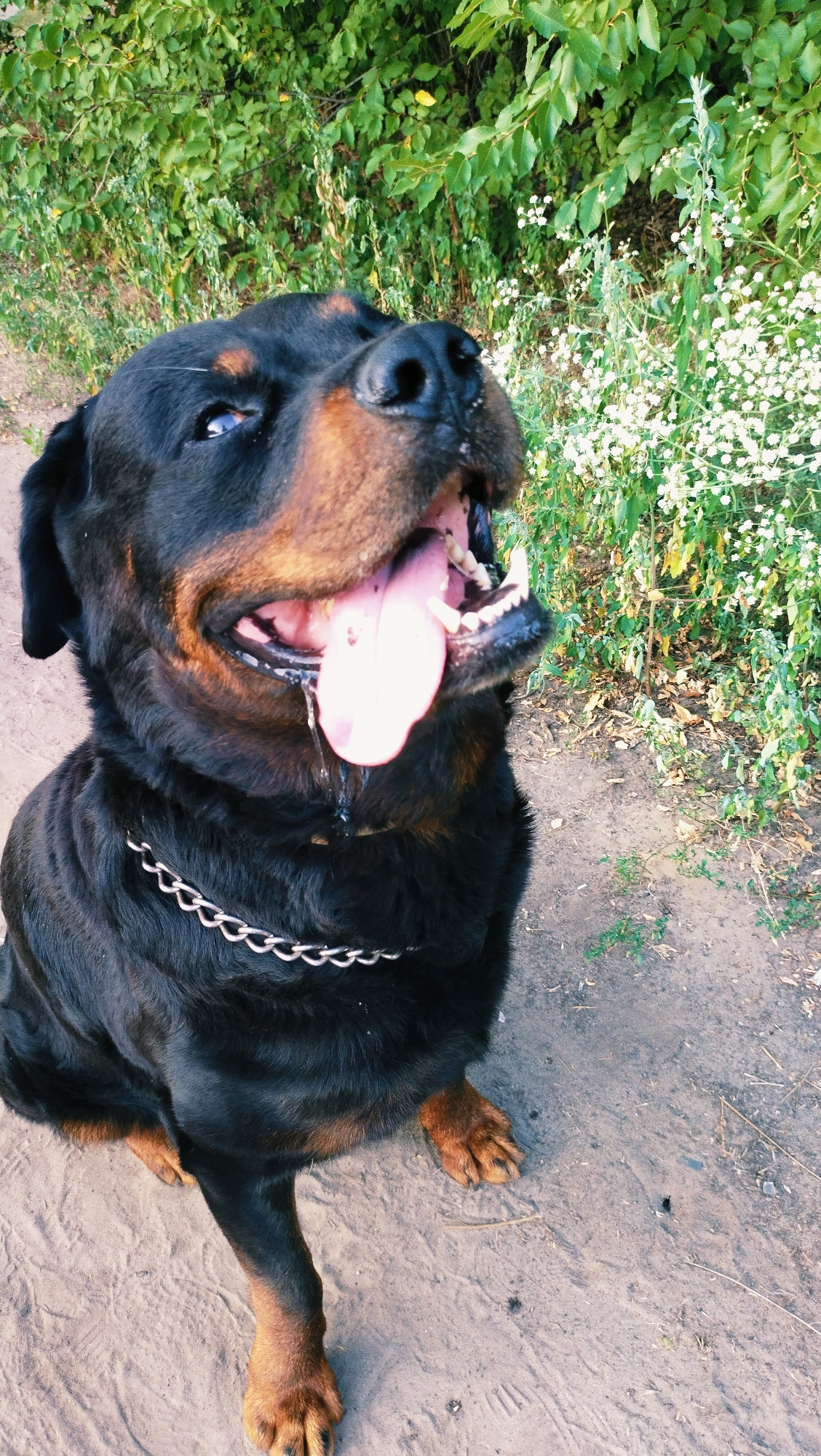 A Rottweiler with its tongue hanging out sits on a dirt path, panting. Green bushes and white flowers are in the background. The dog is wearing a silver chain collar.