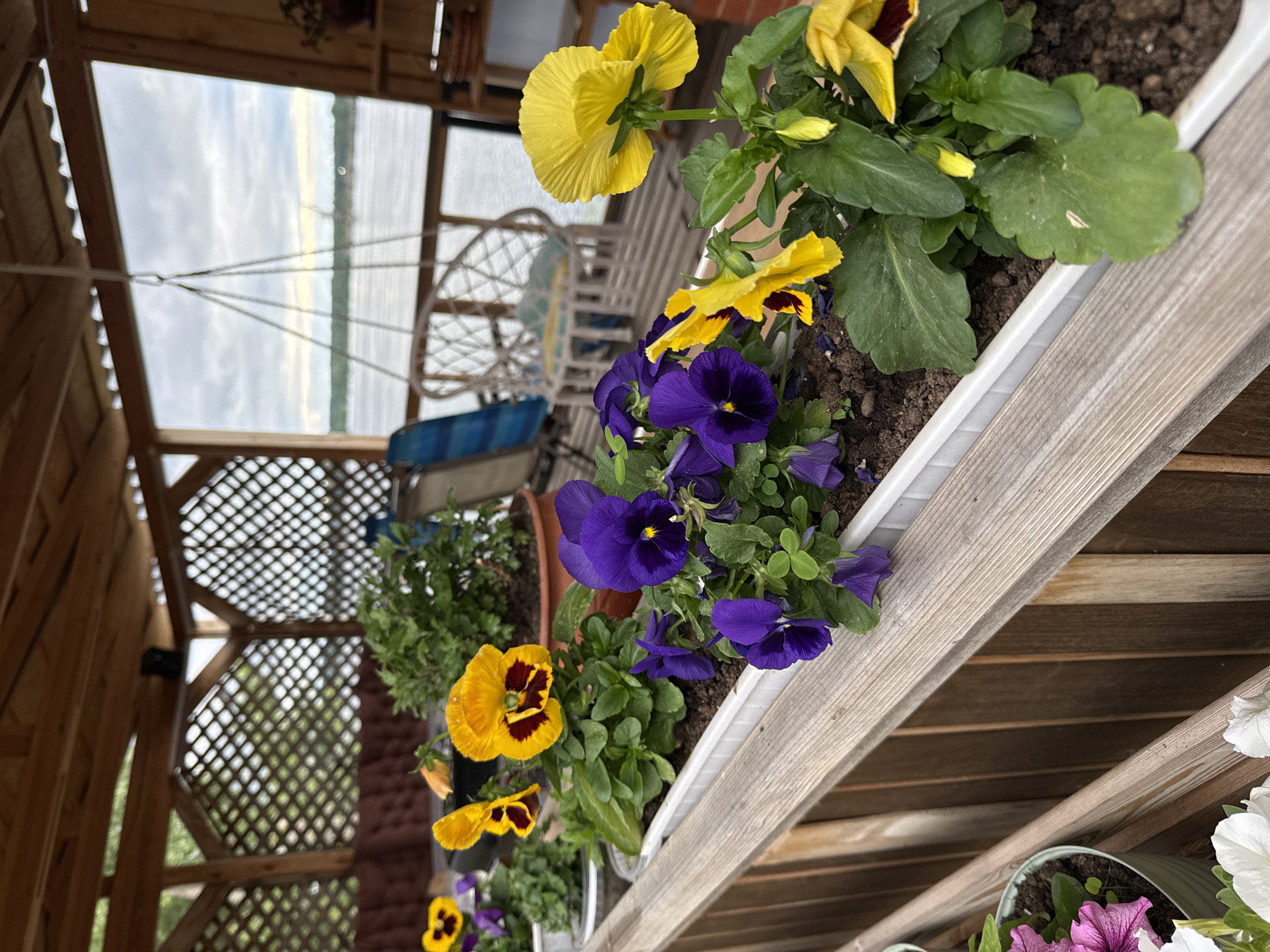 This image depicts a detail of an outdoor covered veranda or gazebo, located in Chaikovsky, Russia, overlooking a large body of water.
In the immediate foreground, a light-brown wooden railing extends horizontally across the lower portion of the frame. Resting upon this railing are several white, elongated planters containing dark-brown soil. These planters feature various flowering plants: prominent yellow pansies, some with deep maroon centers, and vibrant purple pansies. To the far lower left, a portion of a light-green round pot with pink and white petunias is visible.
Behind the foreground railing, a darker wooden surface, possibly a deck, supports additional potted plants. A large, terracotta-colored pot holds a dense green plant, and to its left, a smaller, light-colored pot contains another compact green plant. A segment of a dark-brown upholstered bench with tufted details is visible on the far left. The overhead structure is a wooden gazebo or veranda, constructed with visible wooden beams and posts, incorporating square-lattice decorative panels on the left side. A small, black, rectangular object, possibly an electronic device, is mounted on an overhead wooden beam in the upper-left quadrant.
In the mid-ground, a white, macrame-style hanging chair, fitted with a light blue and yellow cushion, is suspended from the wooden roof structure. To the left of the hanging chair, a blue and white striped folding chair is present.
The background reveals a expansive view through a large, open wooden frame of the gazebo. This frame looks out onto a wide, calm body of water, likely a river, which appears grey under an overcast sky. A thin, green line on the distant horizon suggests the opposite bank. The sky above is heavily clouded with shades of grey and white. The roof section visible directly above the water appears to be constructed from corrugated material. On the far right, a narrow, multi-tiered wooden shelf unit is visible, holding a small potted plant.
No individuals are present in the scene.