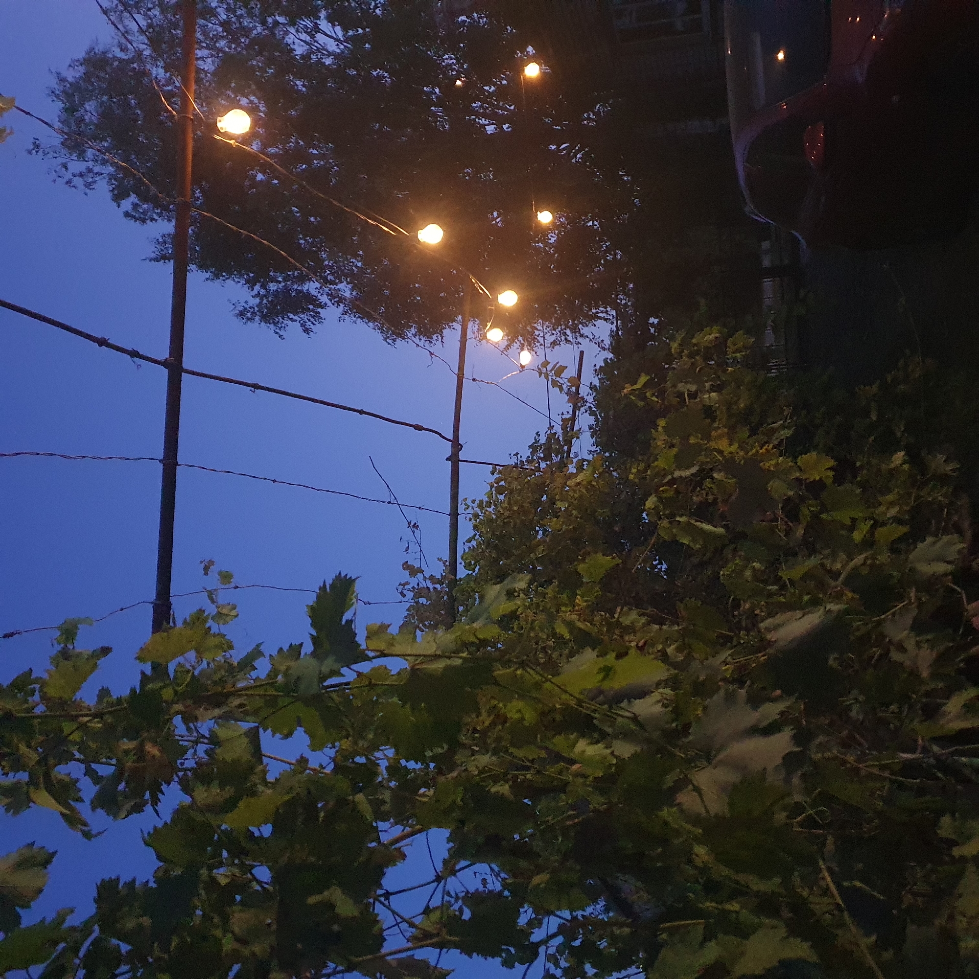 The image depicts an outdoor scene at twilight, likely in Starominskaya, Russia. In the foreground, to the left, are the dark green leaves and vines of a plant, possibly a grapevine, hanging from a horizontal support structure. The support structure, made of metal poles and wires, extends across the frame.
In the background, the sky is a deep blue, indicating dusk or early evening. Several incandescent string lights are visible, hanging from the support structure and illuminating the scene with a warm, yellow glow. These lights are interspersed with the dark silhouettes of trees, some with dense foliage.
To the right of the frame, a portion of a dark red car is visible. The car's reflective surfaces, such as the paint and side mirror, catch the light from the string lights and a building, suggesting it is parked outdoors. A window with a light reflection is visible on a structure behind the car, possibly a building or part of a house.
The overall atmosphere is serene and possibly suggests an outdoor gathering or a decorative lighting setup in a residential or recreational area. The image captures the transition from day to night, with the artificial lights adding a cozy element to the natural surroundings.