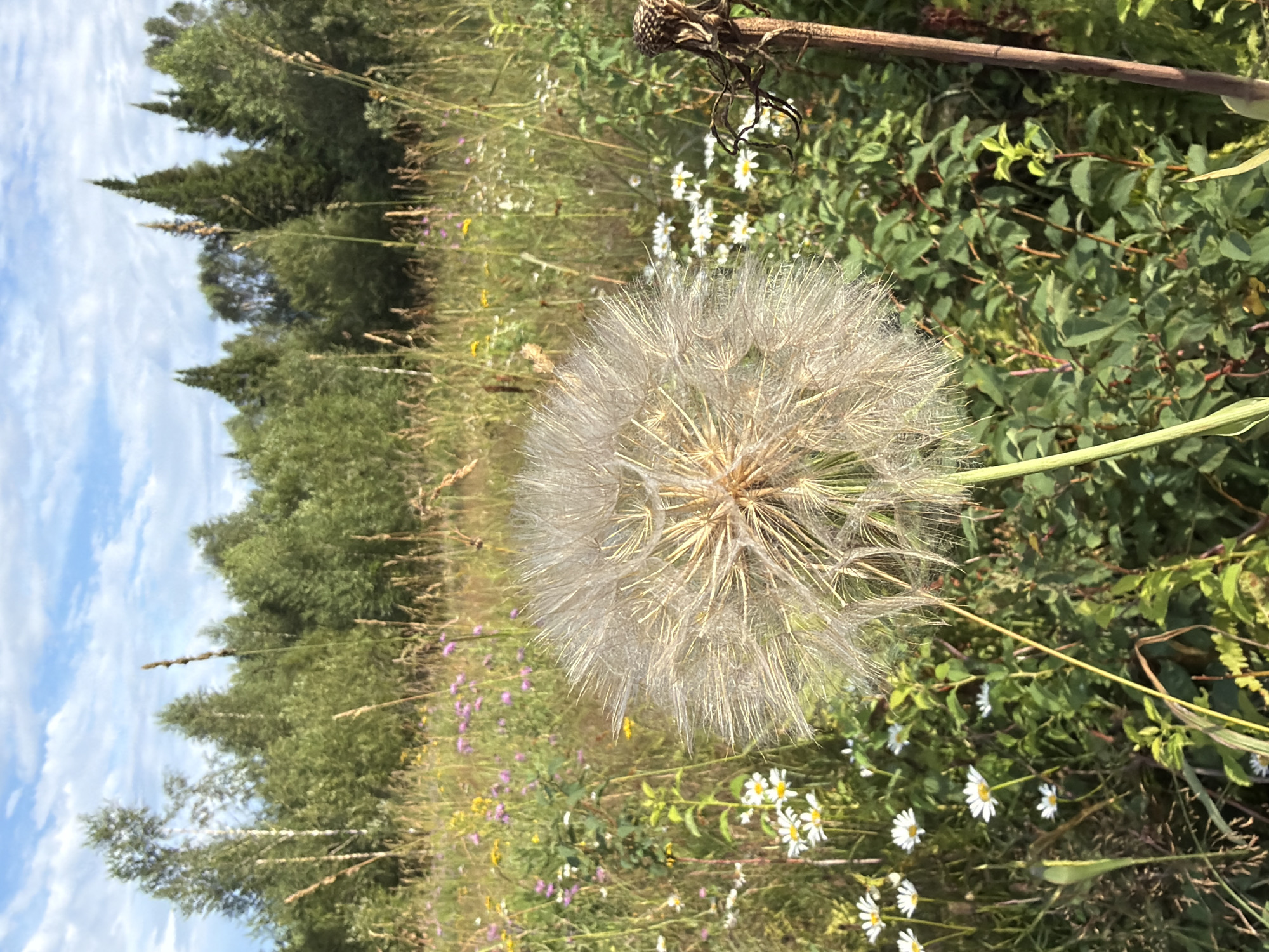 A close-up, eye-level, outdoor, vertical shot captures a giant dandelion seed head in focus, dominating the foreground of a lush meadow. The seed head is light tan and feathery, its delicate filaments radiating outwards. Behind it, a field of green foliage and various wildflowers, predominantly white daisies with yellow centers and small purple and yellow blossoms, creates a soft, blurred background. In the distance, a dense line of trees, a mix of deciduous and coniferous species, forms a natural horizon under a partly cloudy blue sky. To the right of the dandelion, a dried, brown seed pod on a stick is also visible. The scene is set in a meadow outside of Tashtagol, Russia, bathed in natural daylight. There are no people or animals present.
