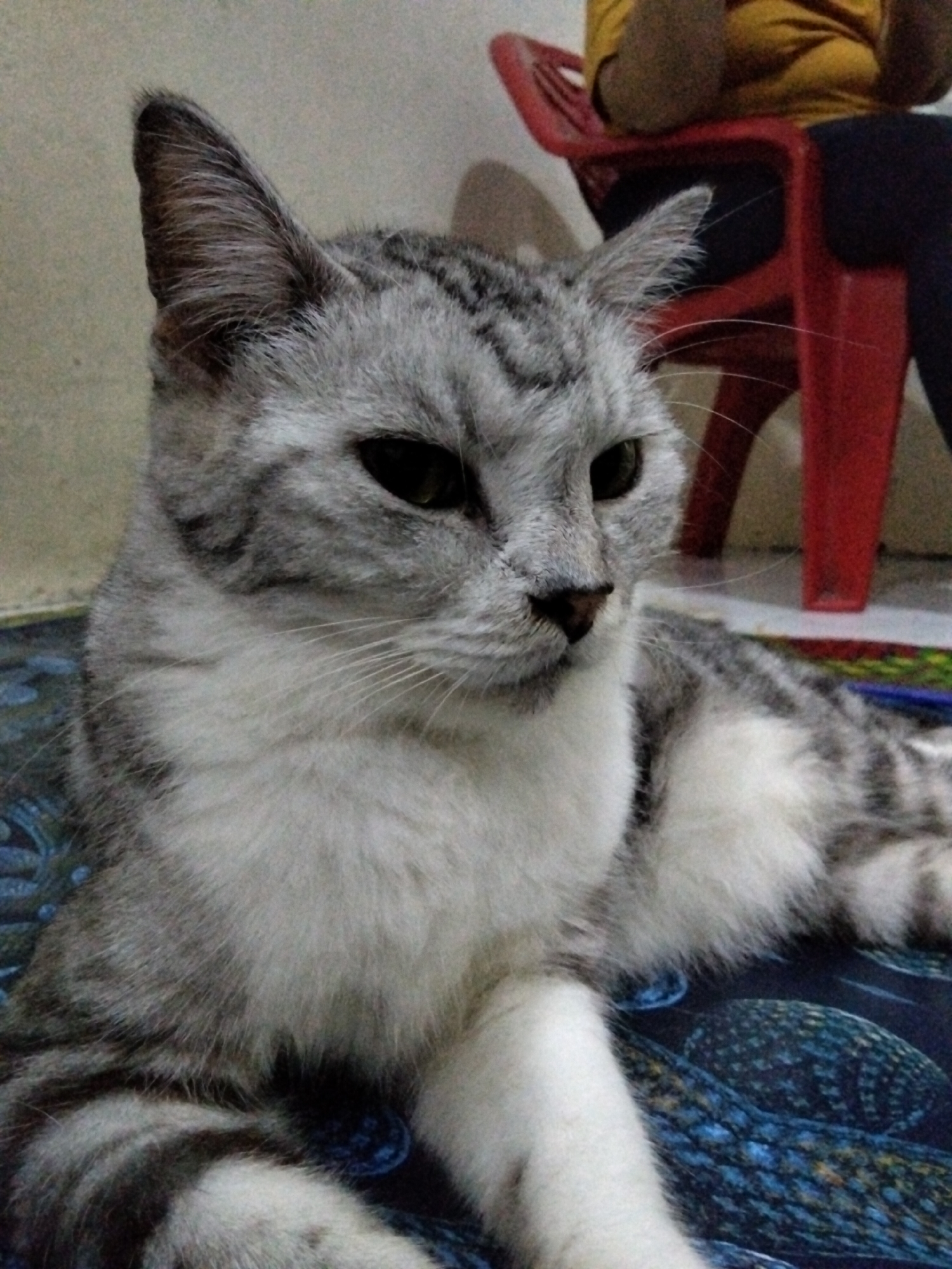 A close-up, medium shot captures a gray and white tabby cat lying down indoors. The cat is positioned in the lower left of the frame, its head turned to the right, with its body extending towards the right and bottom edges. The cat's fur exhibits a marbled pattern of dark gray stripes over a lighter gray and white base. Its eyes are dark and appear to be looking slightly to the right. White whiskers fan out from its muzzle. The cat is resting on a dark blue blanket with a repeating pattern of blue and yellow circular motifs.
In the background, a red plastic chair is visible, with a person seated on it. The person is wearing a yellow shirt and dark pants. The environment appears to be an indoor setting with a textured, light-colored wall behind the chair. The lighting suggests an indoor environment, possibly in the afternoon, with light casting subtle shadows. This scene is located in the city of East Jakarta, Indonesia.