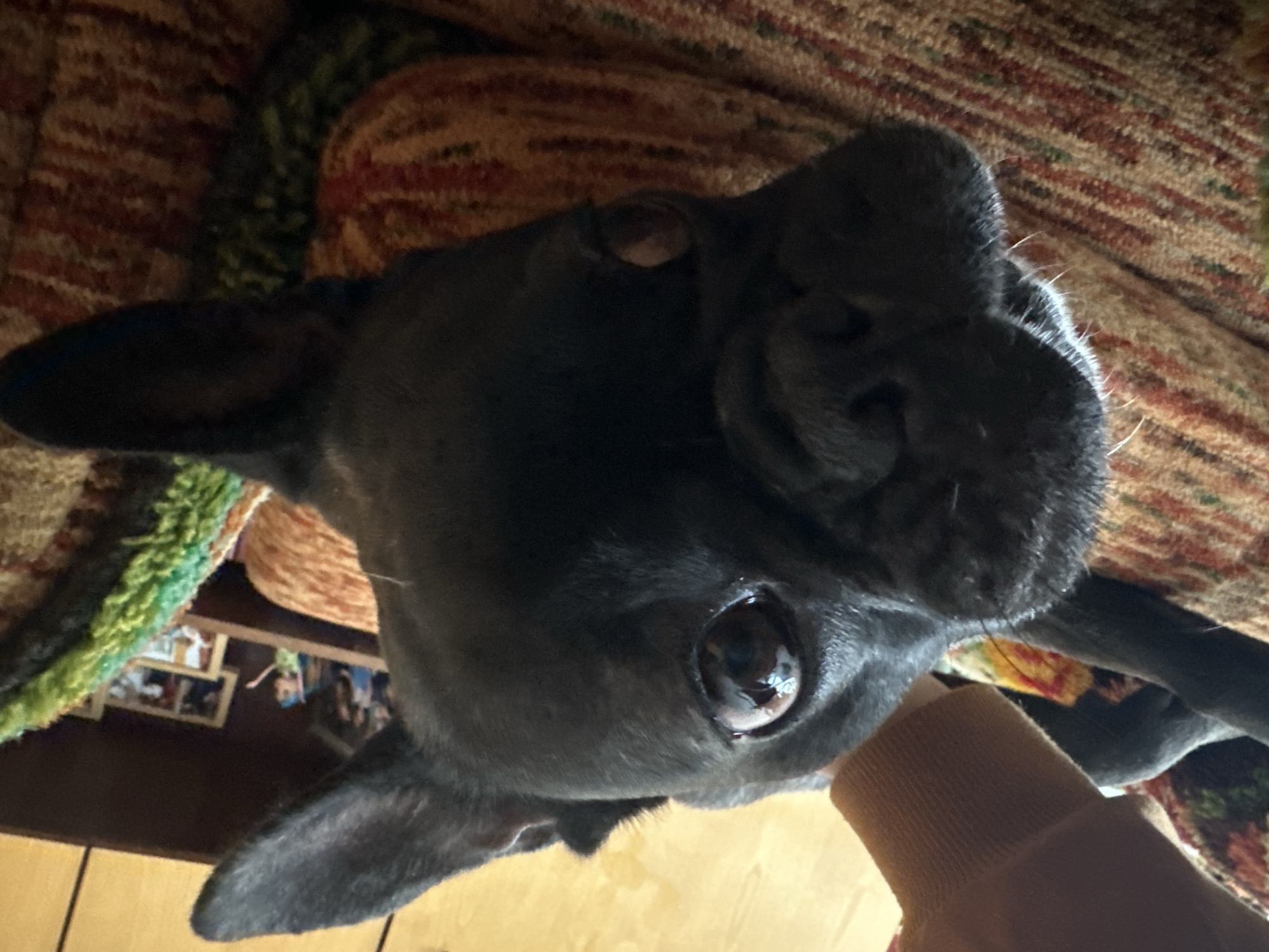 A close-up, tilted image shows a black French Bulldog. The dog's head is prominently featured with one eye visible and a wrinkled snout. A portion of a brown sleeve or fabric is in the lower right corner. The background includes a patterned throw blanket in earth tones. A wooden table or floor is visible, and framed pictures are visible on a shelf. The photo's location, Troyan, Bulgaria, cannot be confirmed from visual information.