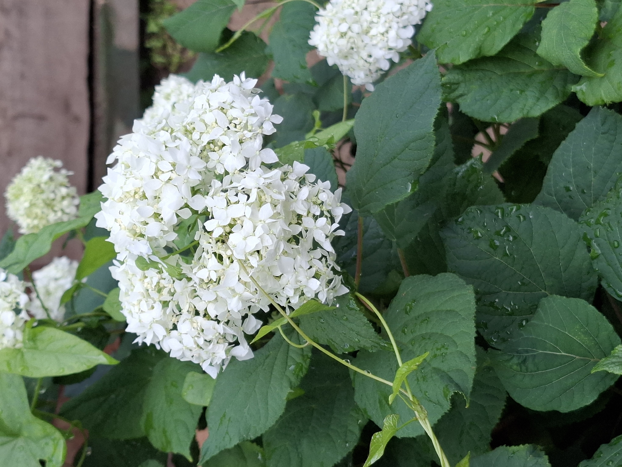 This is a close-up, eye-level, outdoor shot of white hydrangeas with green leaves. The flowers are in full bloom, clustered together in large, rounded heads. Some of the petals are slightly wet, suggesting recent rain. The leaves are large, ovate, and a deep green, with visible veins. A thin vine with small leaves is also present, winding its way around the stems and leaves. In the background, a wooden fence is visible, along with some out-of-focus greenery. The image appears to be a natural setting, possibly a garden.