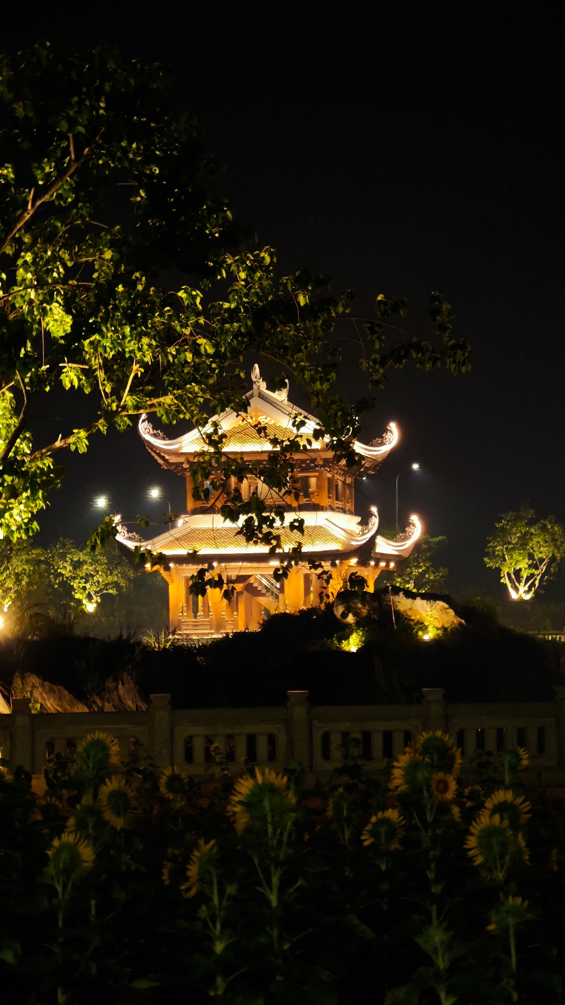 A brightly lit, traditional Vietnamese temple structure with tiered, curved roofs stands tall against a dark night sky. The temple is illuminated with warm yellow lights, highlighting its intricate architecture. In the foreground, a field of sunflowers stretches across the lower portion of the image, with their heads mostly facing away from the viewer. Some of the sunflowers are lit by the ambient light, while others are silhouetted against the dark. Trees with vibrant green leaves, also illuminated by artificial lights, frame the scene from the left. A low wall or fence runs horizontally across the middle ground, separating the sunflowers from the temple area. The overall impression is a serene and atmospheric night-time scene. The location is identified as Tây Hoa Lư Ward, Vietnam.