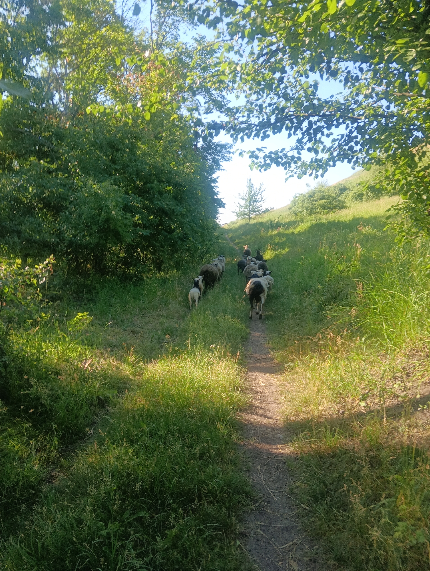 A flock of sheep is walking up a dirt path through a grassy hill under a clear blue sky, with trees and foliage on either side. The sheep are of varying colors, including black, white, and brown, and appear to be moving in the same direction, away from the viewer. The path is narrow and winding, and the grass is tall and green. The scene is well-lit by the sun, casting shadows from the trees and sheep onto the path. The overall impression is one of a pastoral and serene rural landscape.