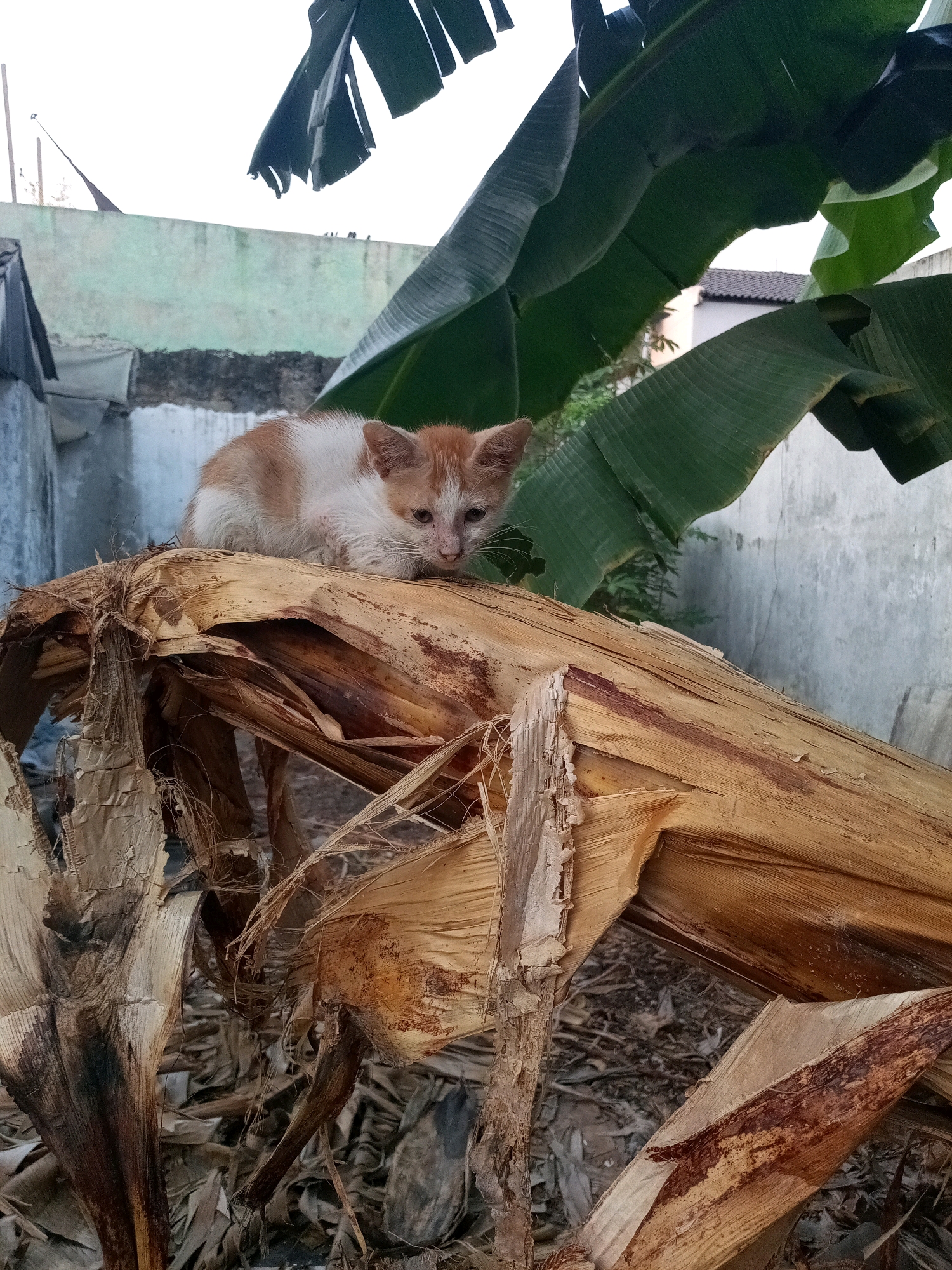A ginger and white kitten sits atop a large, dried, fibrous plant stalk, possibly a banana pseudostem, in an outdoor urban setting. The stalk is broken and exposed, revealing dry, woody fibers. In the background, out-of-focus banana leaves hang from above, and beyond that, a weathered, light green wall and a darker, possibly concrete structure are visible. The ground is covered with dry leaves and debris. The scene appears to be in a backyard or alleyway within the city of Bekasi, Indonesia, as indicated by the architectural style and vegetation. The kitten is the primary subject, and its posture suggests it is alert but resting. The overall impression is one of a humble, somewhat neglected urban environment.