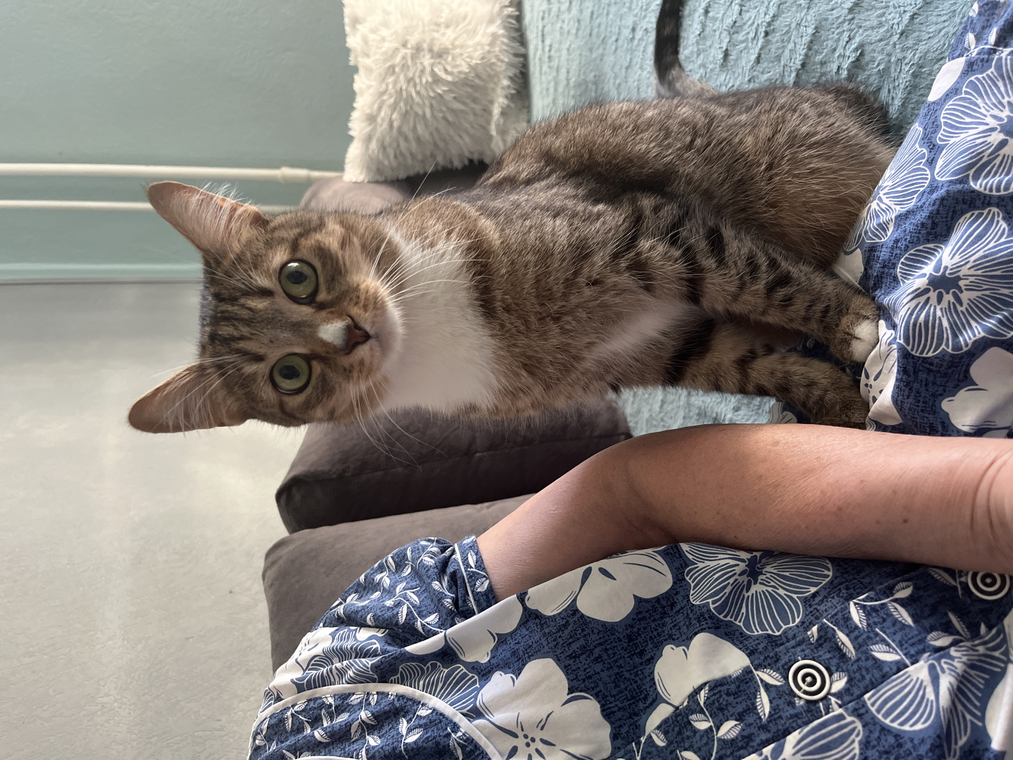 A tabby cat with white markings on its chest and face is resting on a person's lap, which is visible in the lower right portion of the frame. The person is wearing a blue and white floral patterned shirt. The cat is looking towards the camera with a curious expression. The background includes a gray couch with a fluffy white pillow behind it, and a light blue wall. The photograph does not include any information indicating it was taken in Izhevsk, Russia.