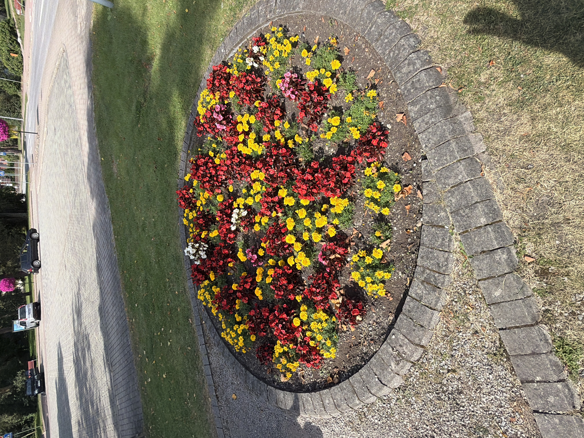 The image shows a circular flower bed filled with red, yellow, and white flowers. The flower bed is bordered by a stone curb, and a gravel path is visible to the left. Beyond the flower bed, there is a paved area with some parked cars and a grassy lawn. In the background, trees and some buildings are visible. The scene appears to be a public space, likely a park or a plaza in the city of Ventspils, Latvia. The lighting suggests it is daytime, with sunlight casting shadows.