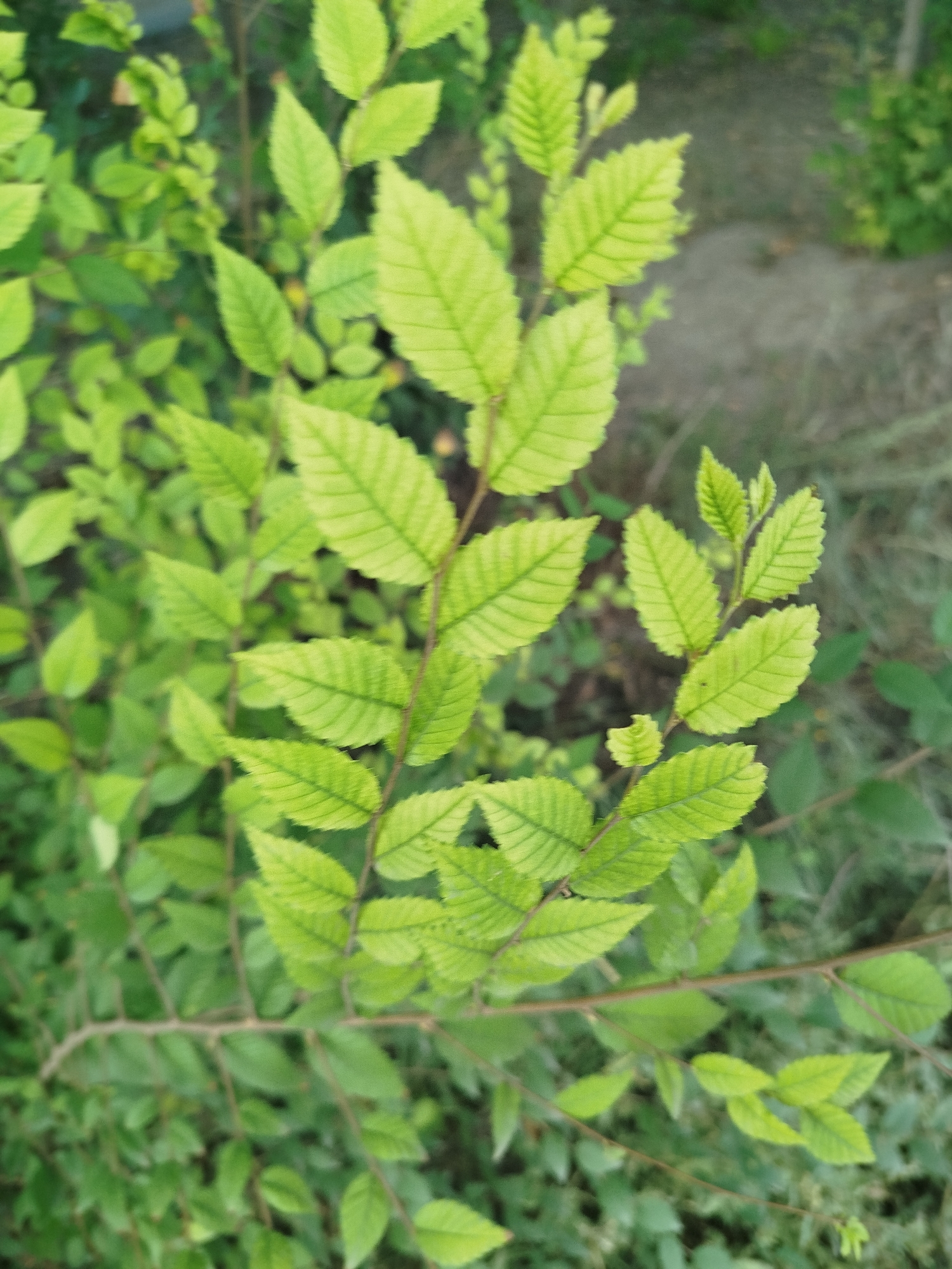 The image is a close-up, high-angle shot of a leafy green plant with vibrant, light green leaves that have prominent veins. The leaves are serrated along their edges and are arranged alternately on thin, brown stems. The background is blurred, showing a mix of darker green foliage and what appears to be the ground, suggesting an outdoor setting. There are no people or structures visible in the image, and no specific geographical markers are discernible.