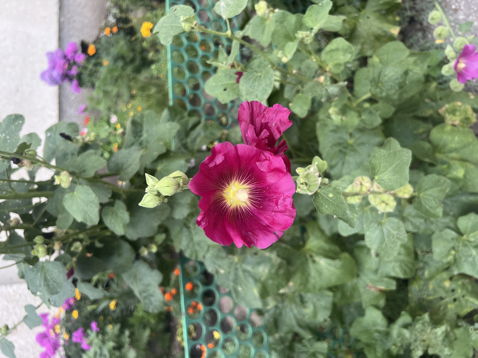 A close-up, eye-level outdoor shot showcases a vibrant pink hollyhock flower in the foreground, its petals unfurling with delicate textures. The flower is surrounded by lush green foliage, with several unopened buds clustered around its stem. In the background, a blurred green metal fence with hexagonal openings separates the foreground from a garden bed. This garden bed contains a variety of flowers, including bright pink and yellow blossoms, adding a splash of color to the scene. The ground appears to be a mix of dirt and gravel. The overall impression is of a well-tended garden in a city setting, possibly Ulyanovsk, Russia, given the context provided.